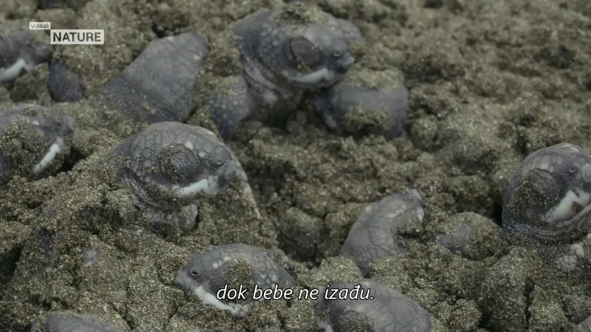 ViasatNature