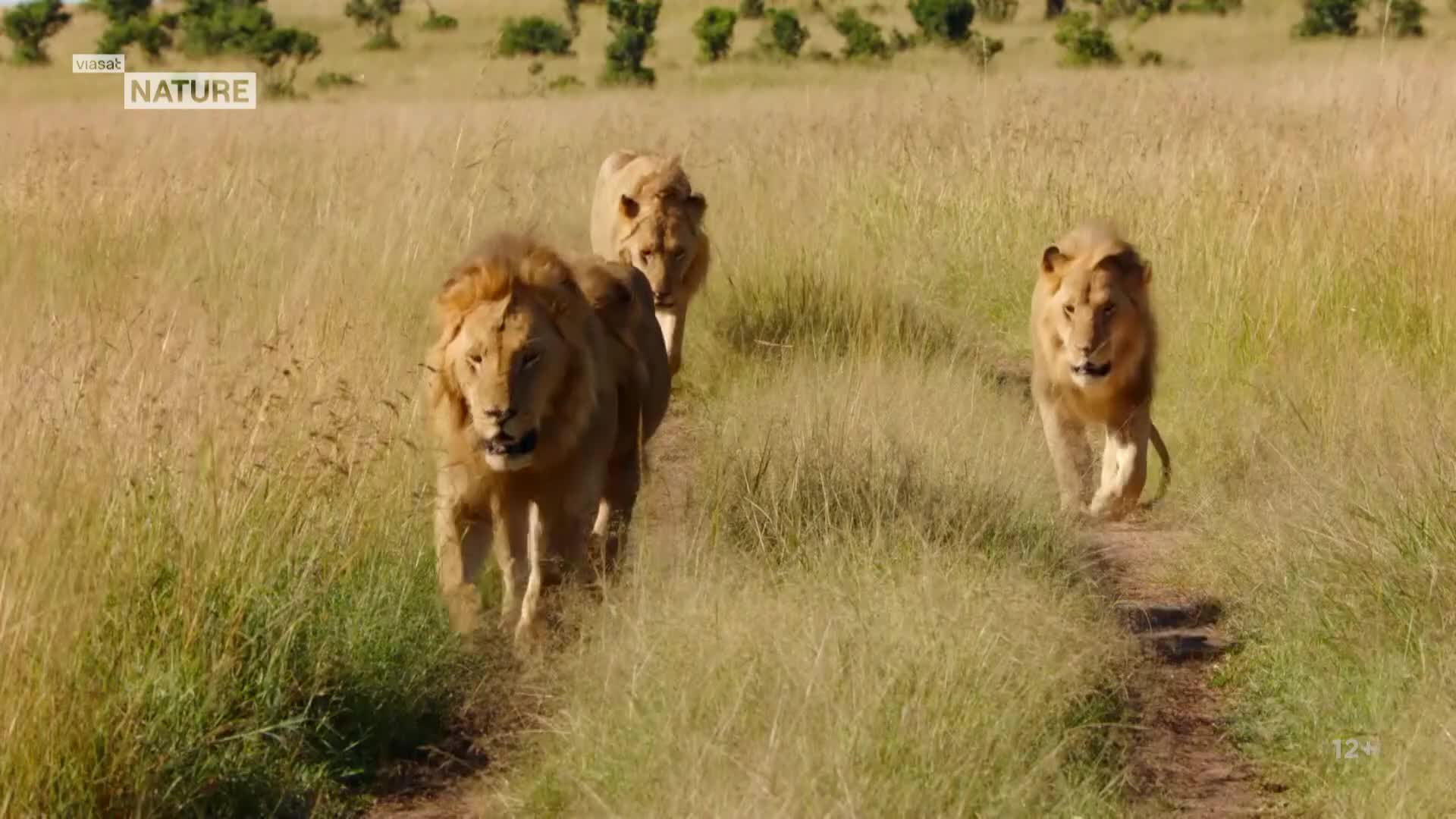 ViasatNature