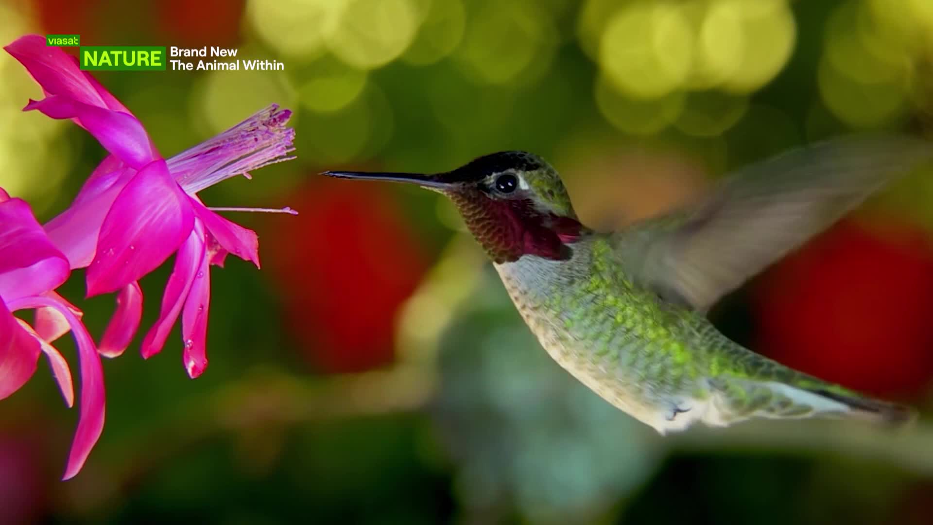 ViasatNature