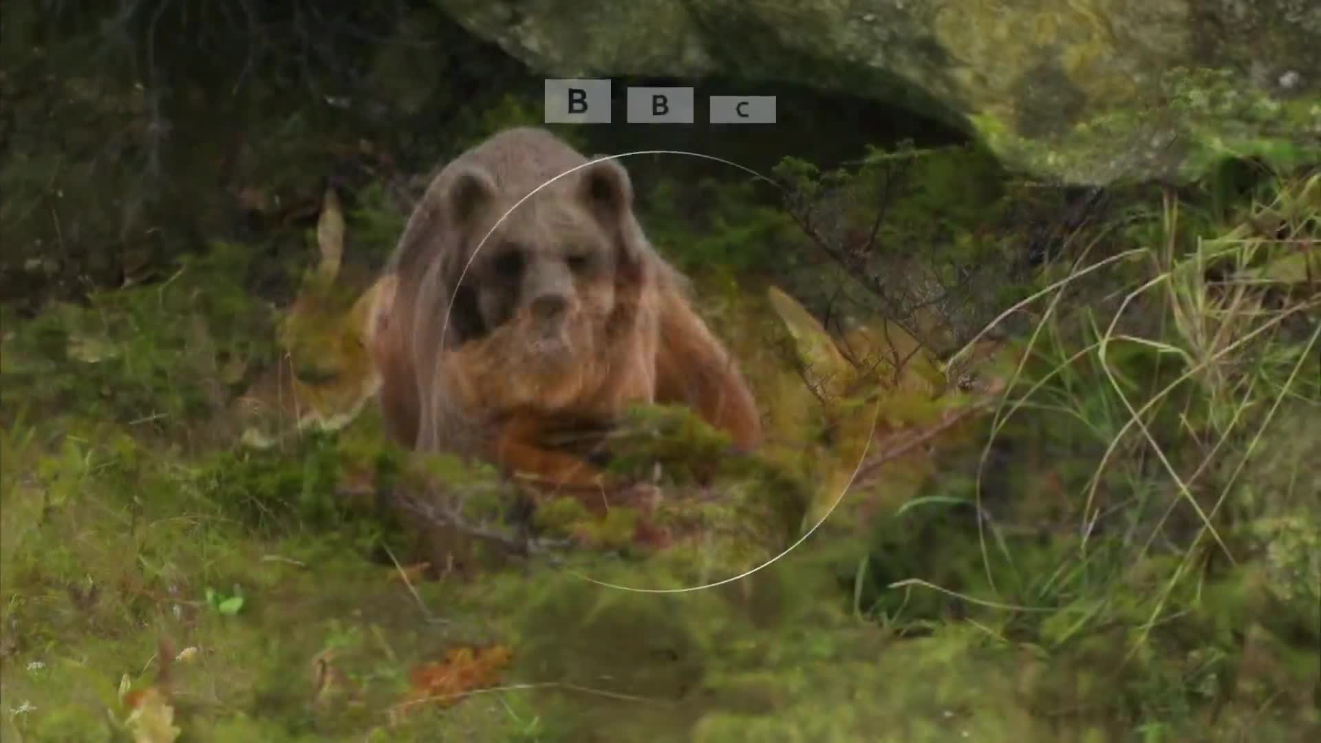 BBCEarth