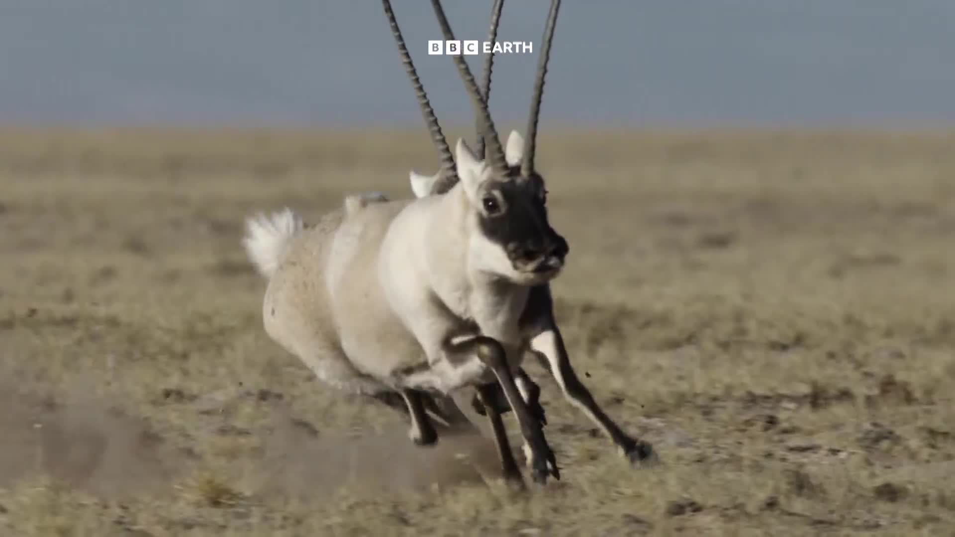 BBCEarth