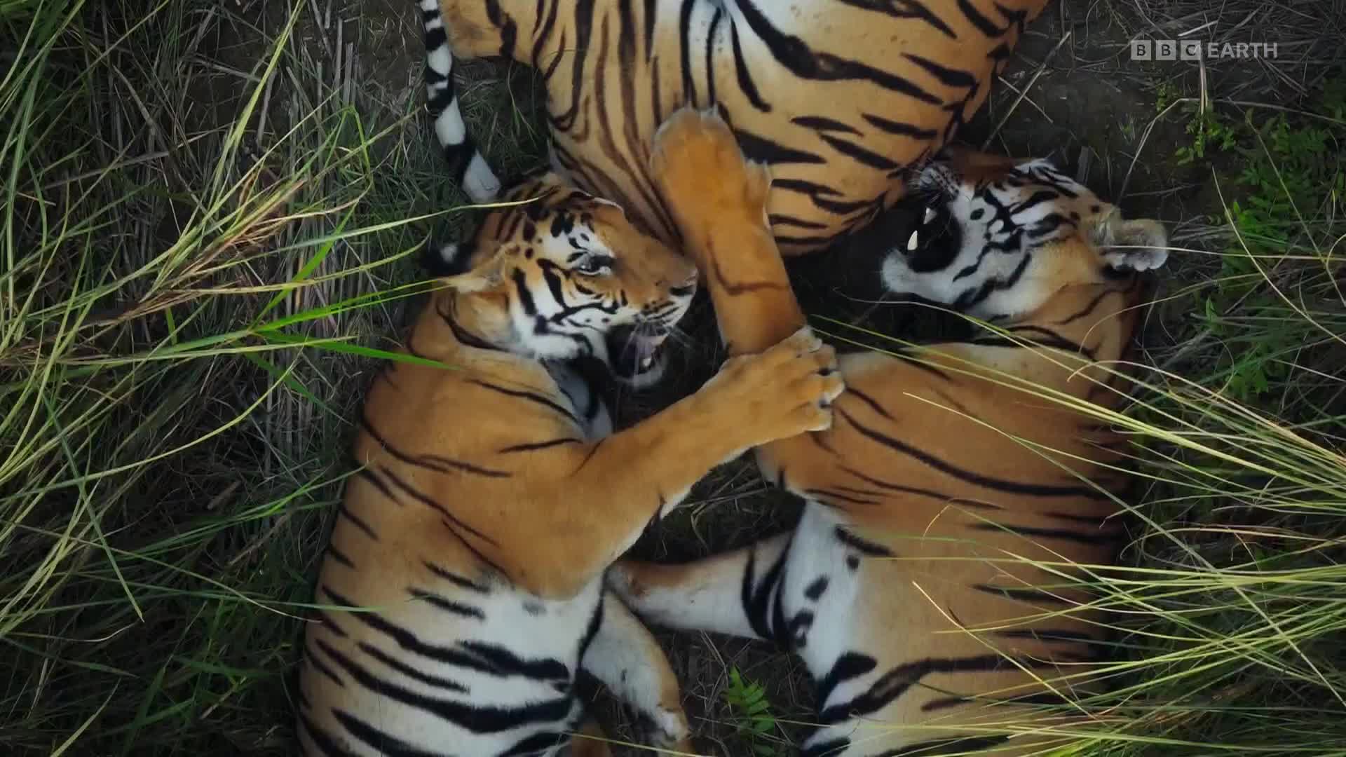 BBCEarth