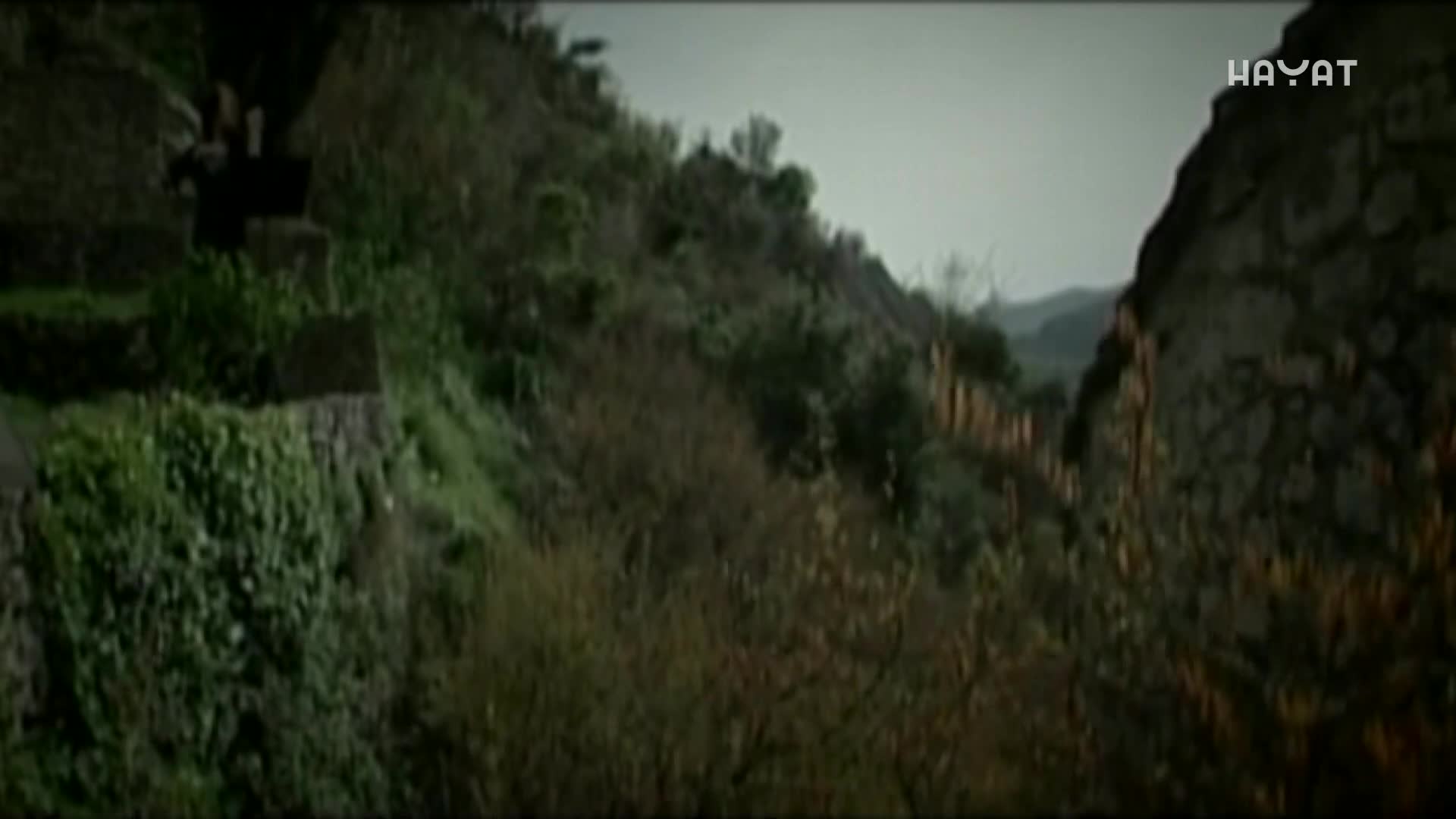 hayat
