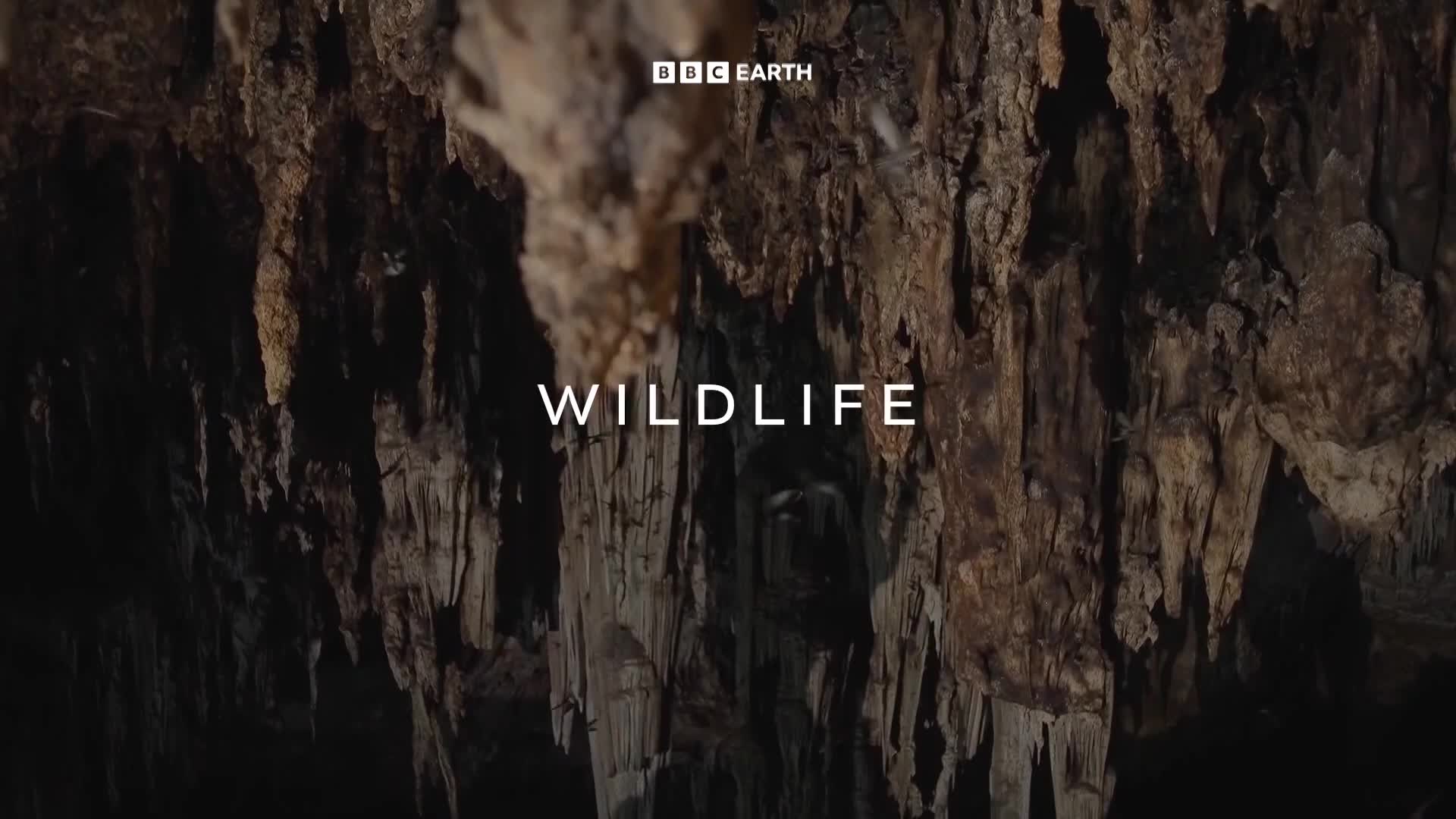 BBCEarth