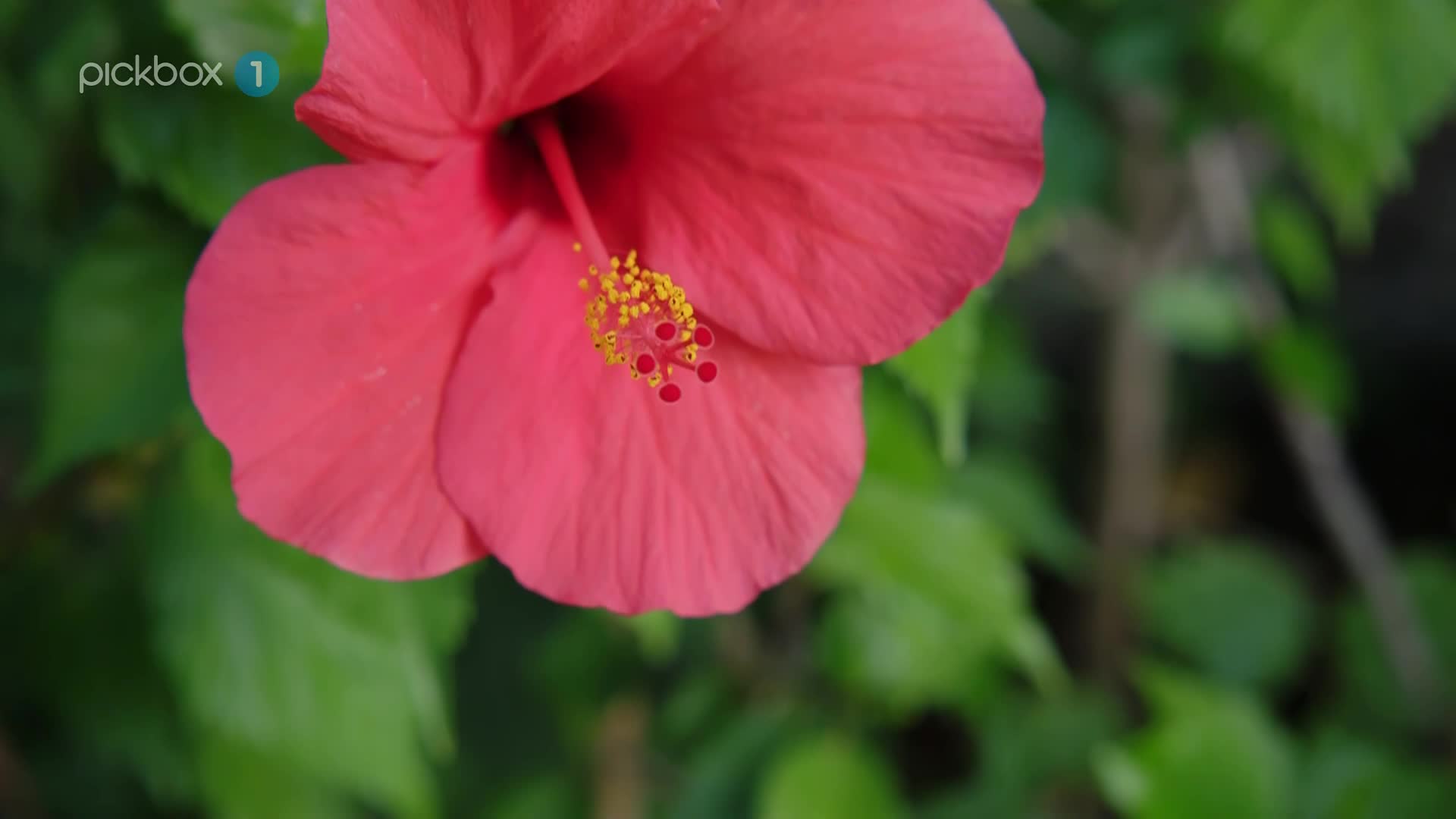 Pickbox