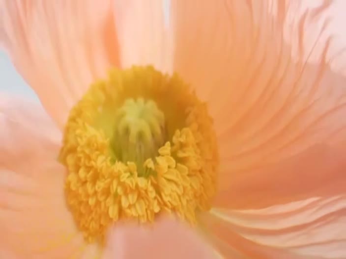 PinkFilm