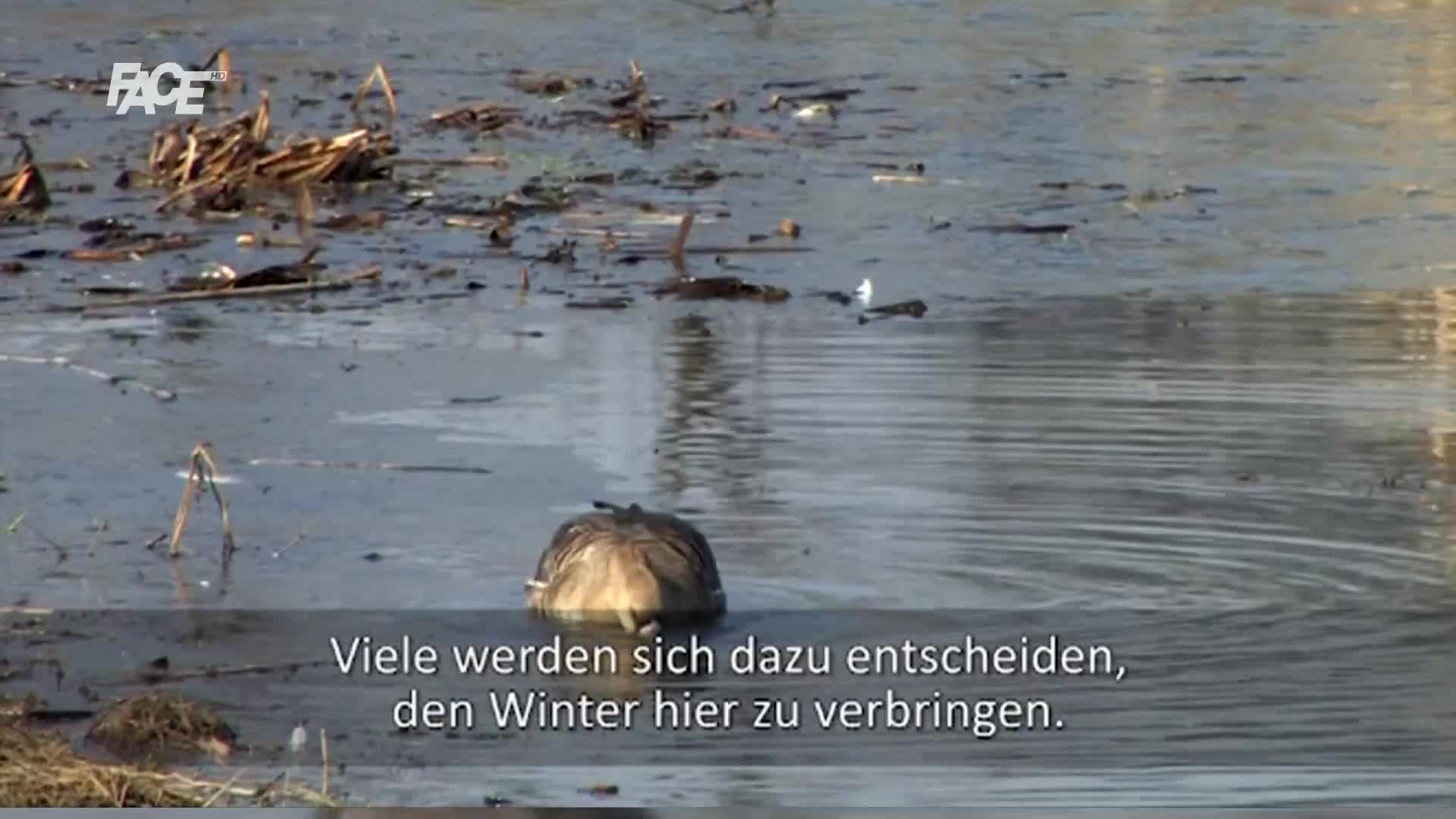 FaceTV
