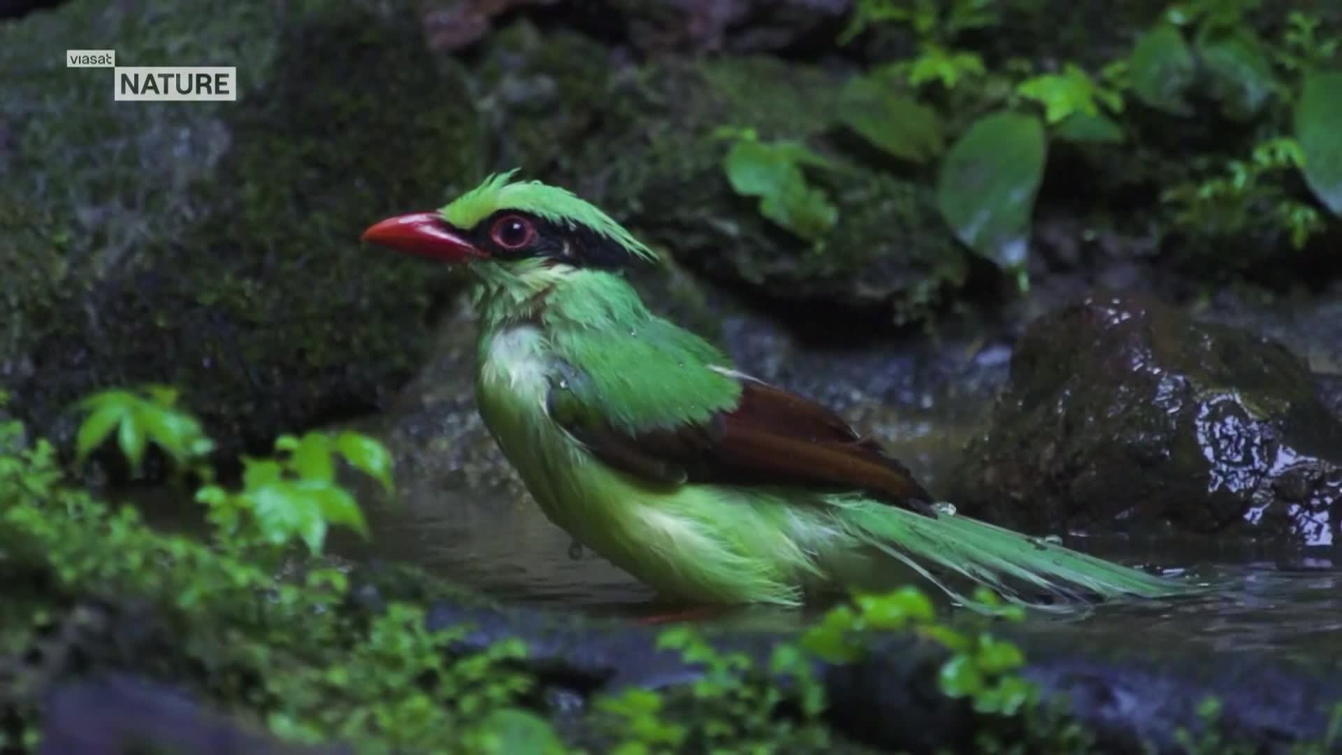 ViasatNature