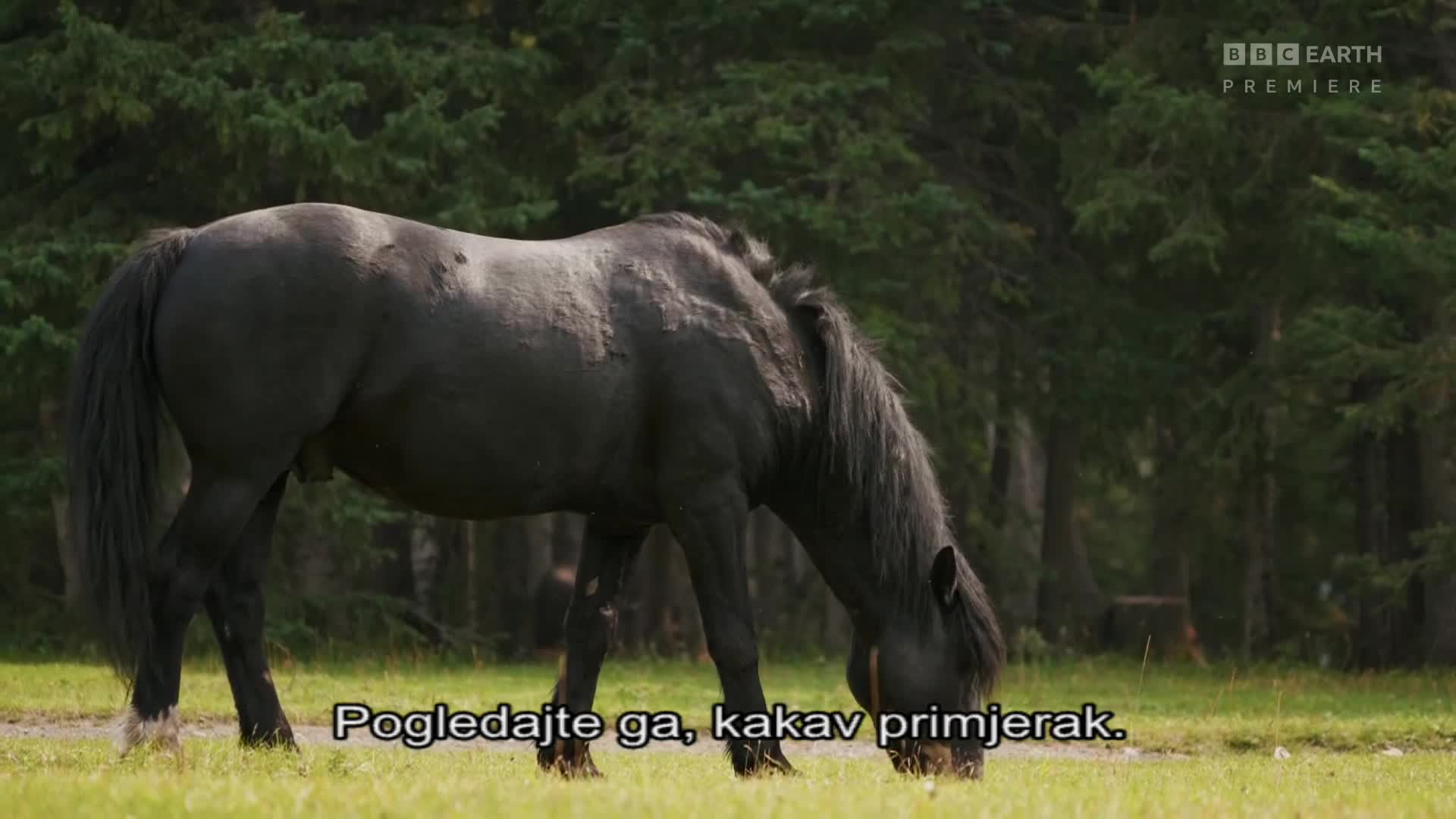 BBCEarth