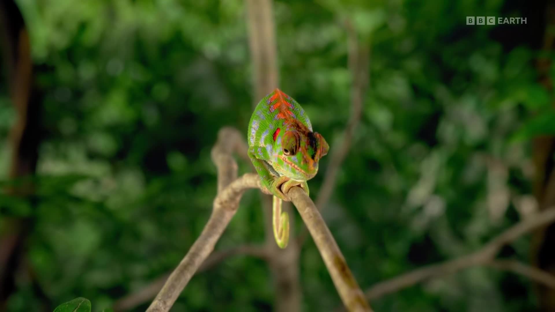 BBCEarth