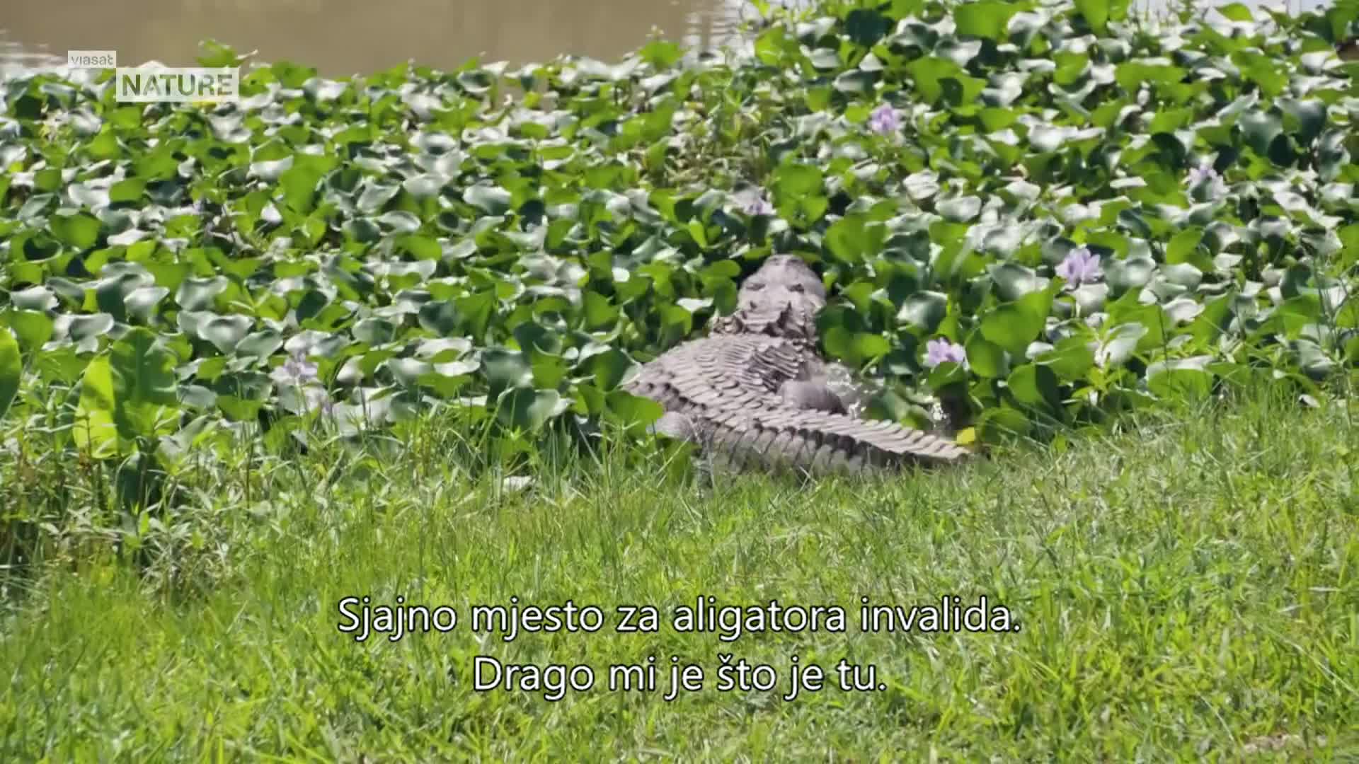 ViasatNature