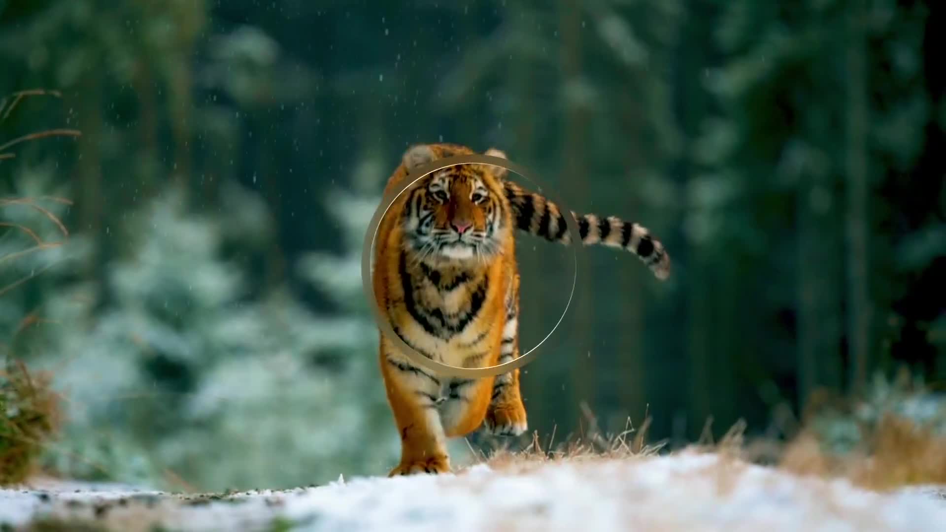 BBCEarth