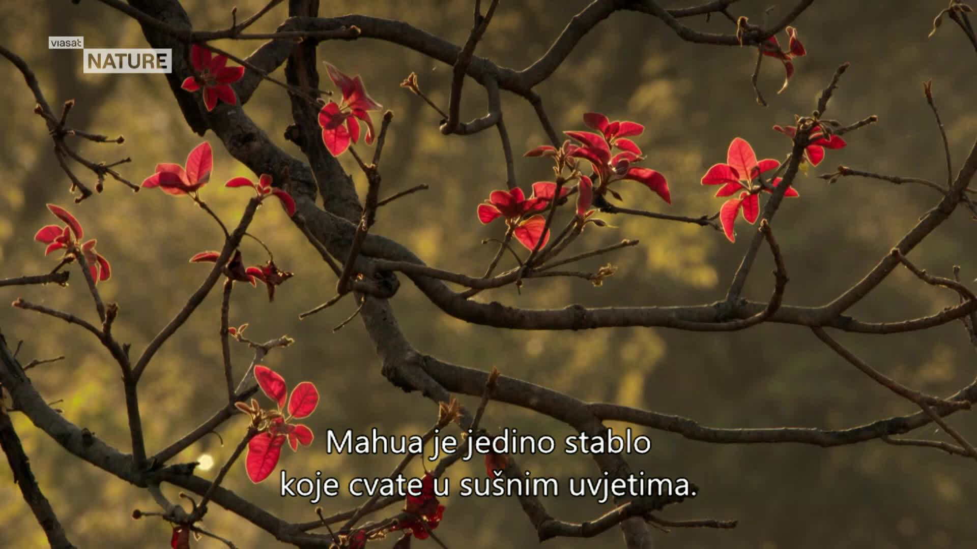ViasatNature