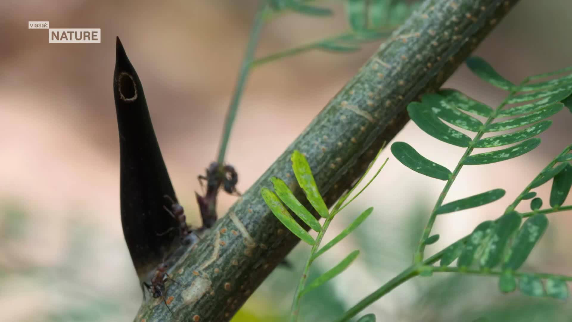 ViasatNature