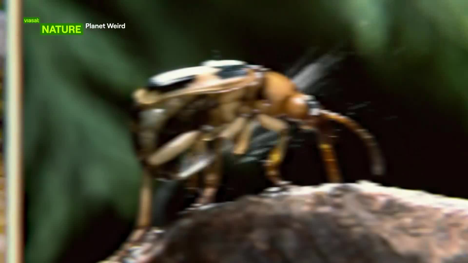 ViasatNature