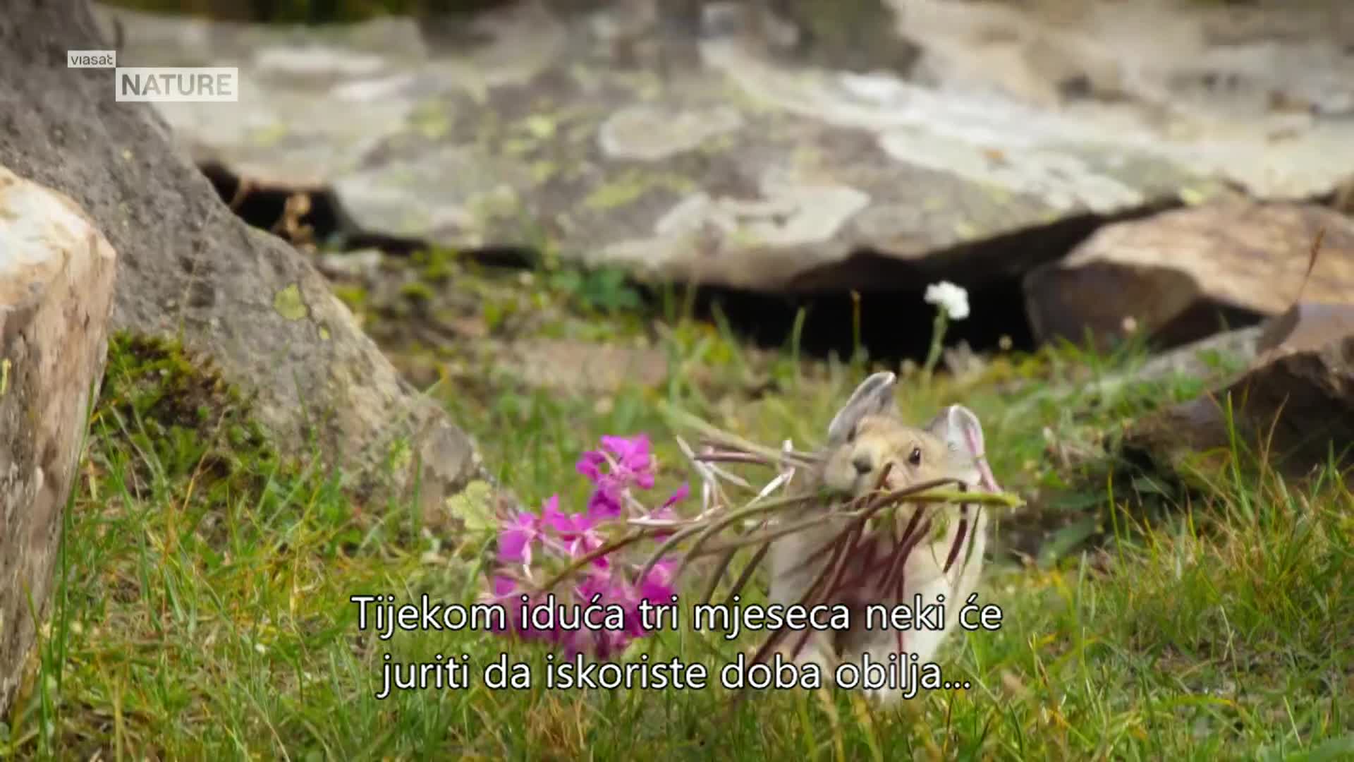 ViasatNature