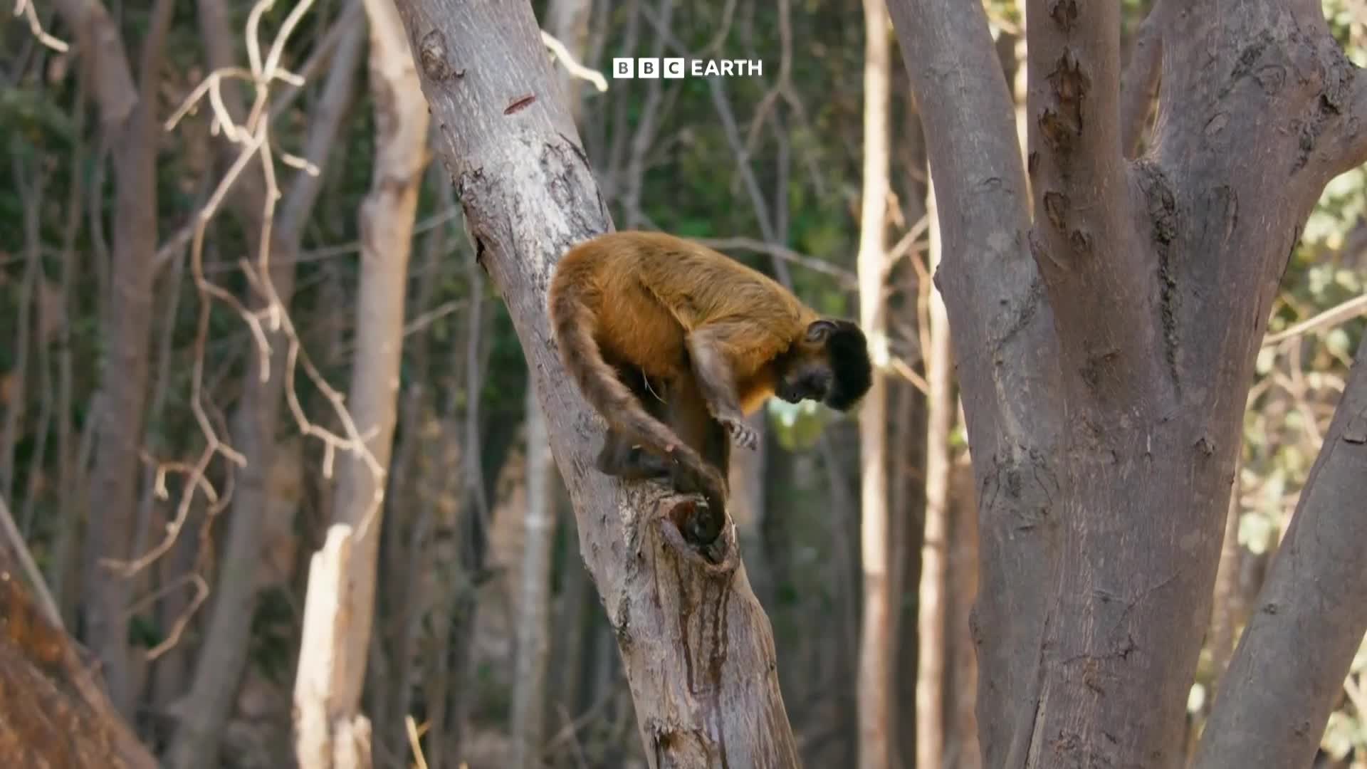 BBCEarth