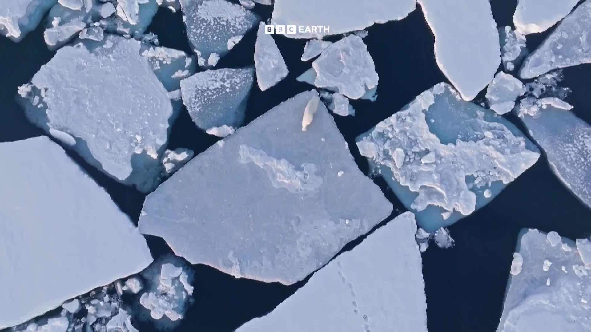BBCEarth
