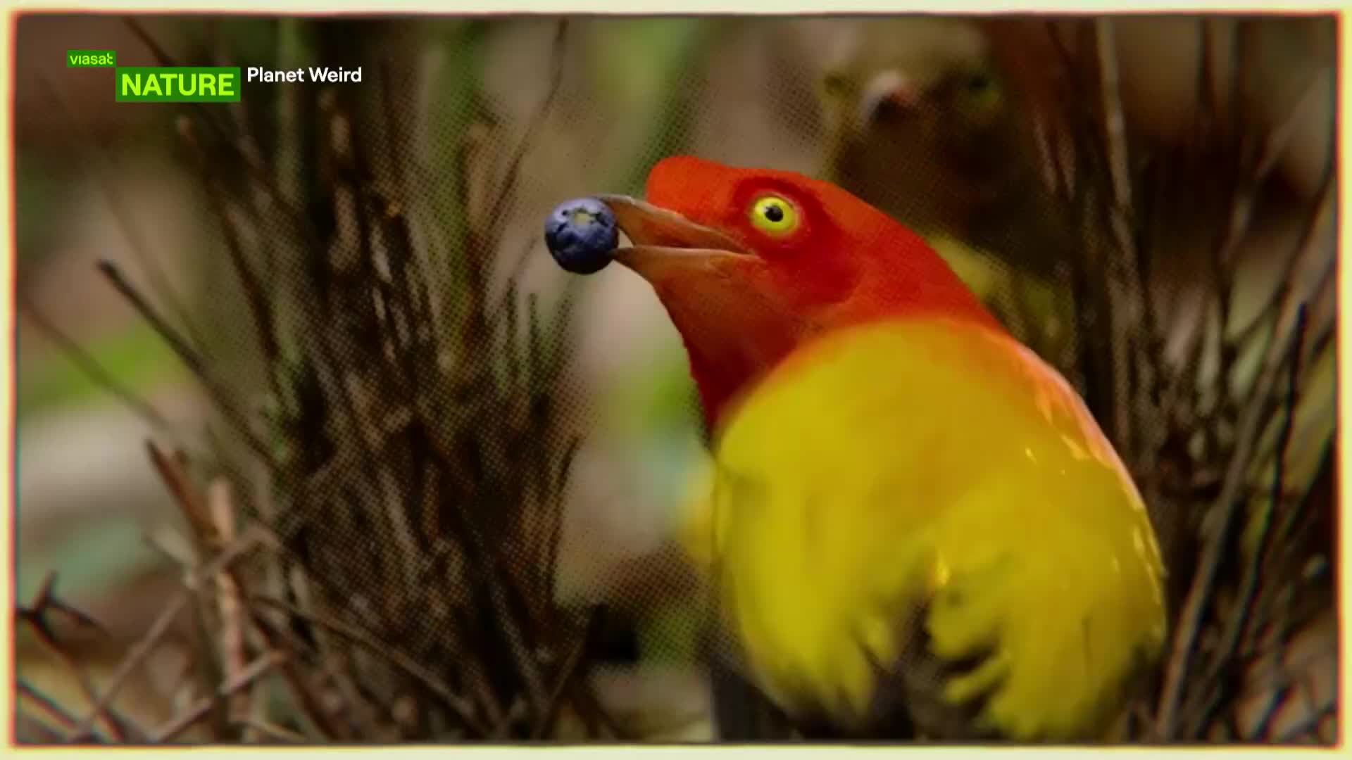 ViasatNature