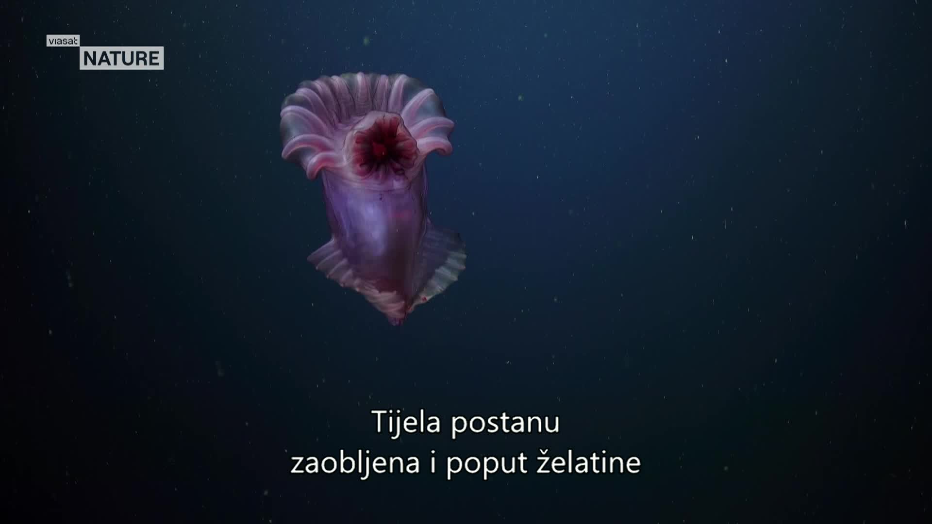 ViasatNature