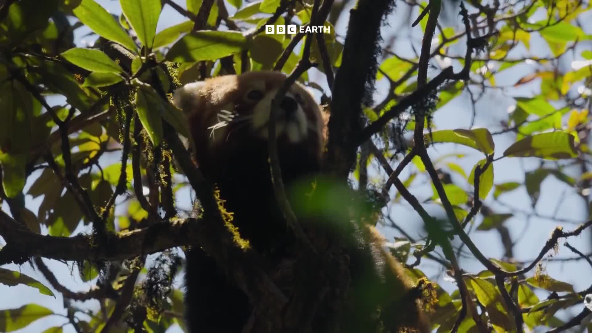 BBCEarth