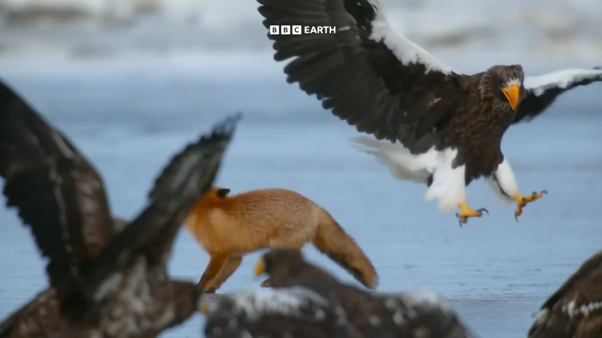 BBCEarth