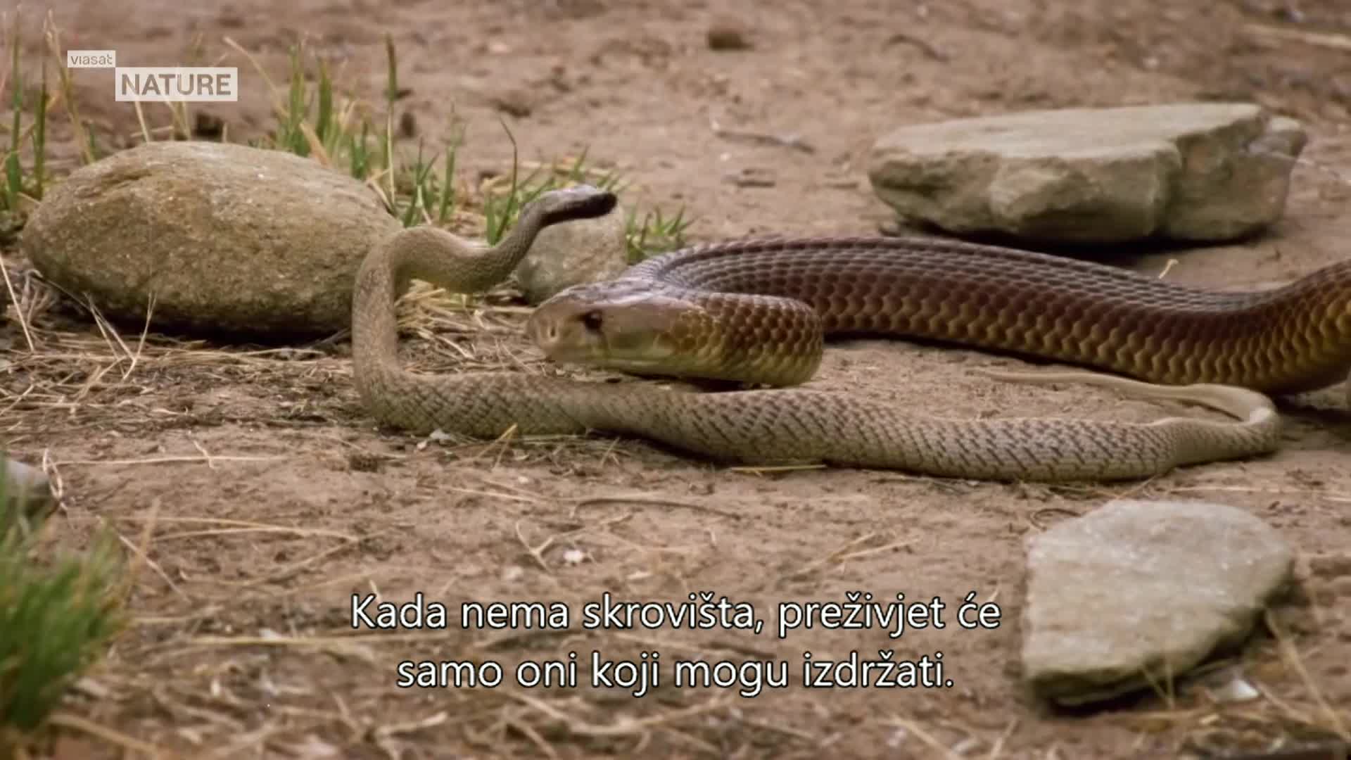 ViasatNature