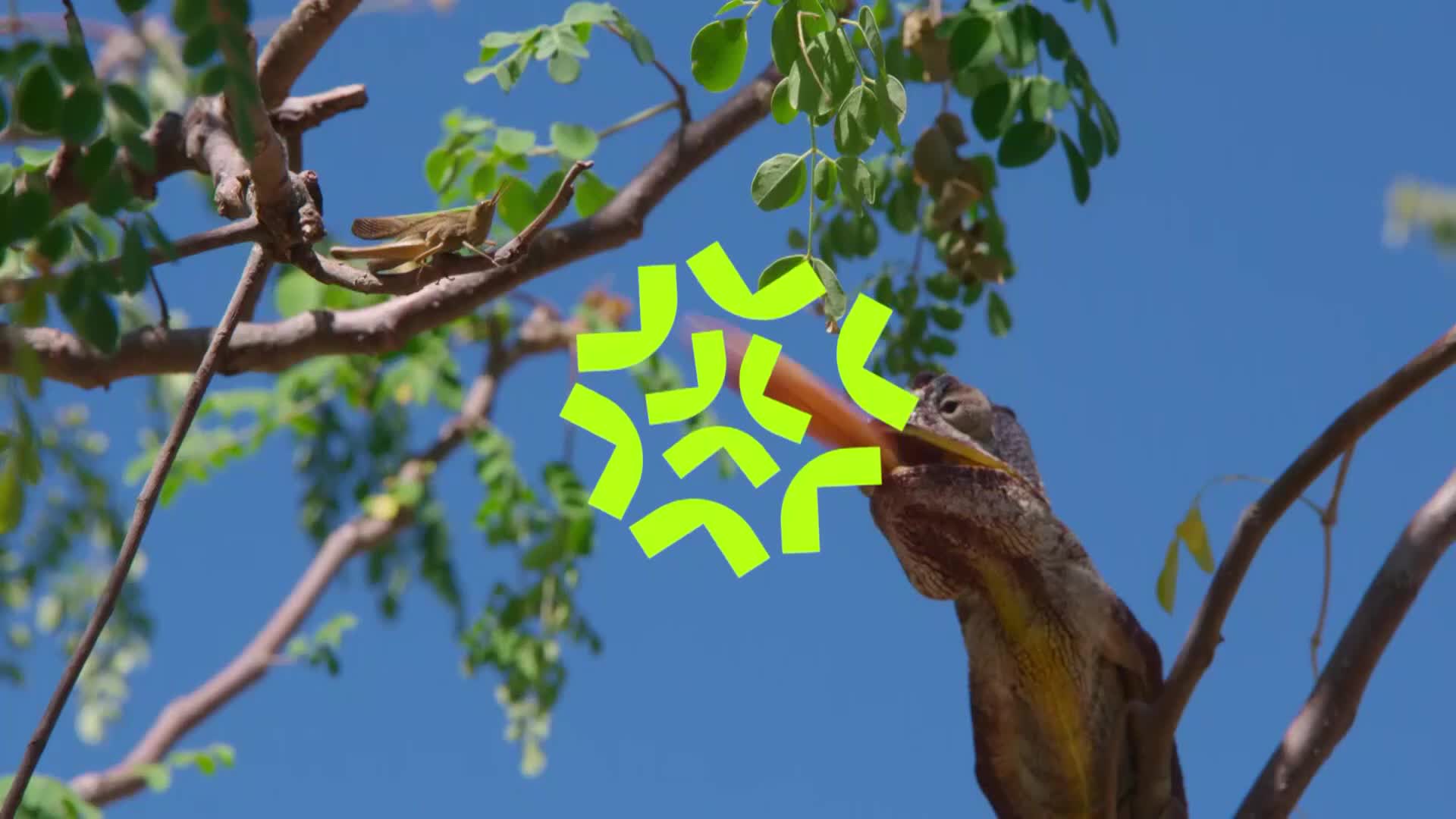 ViasatNature