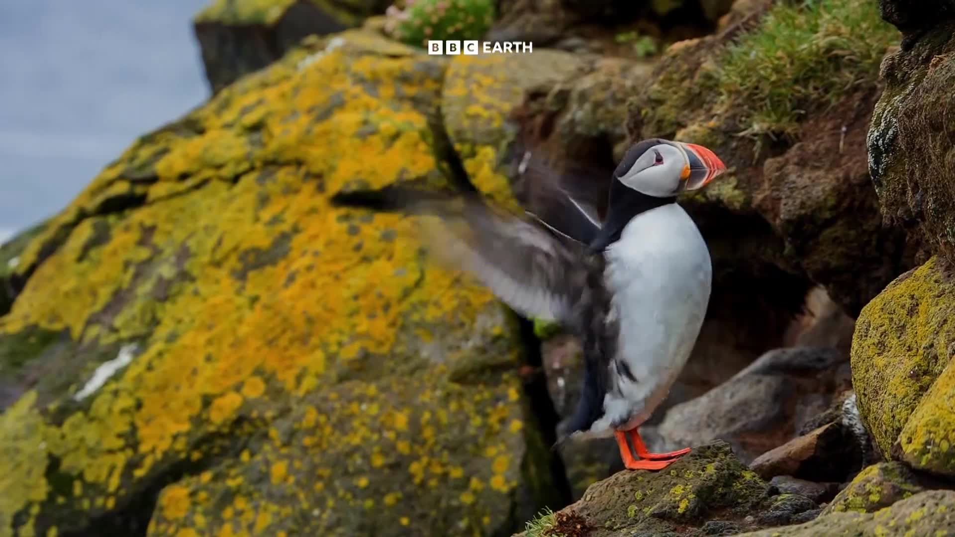 BBCEarth
