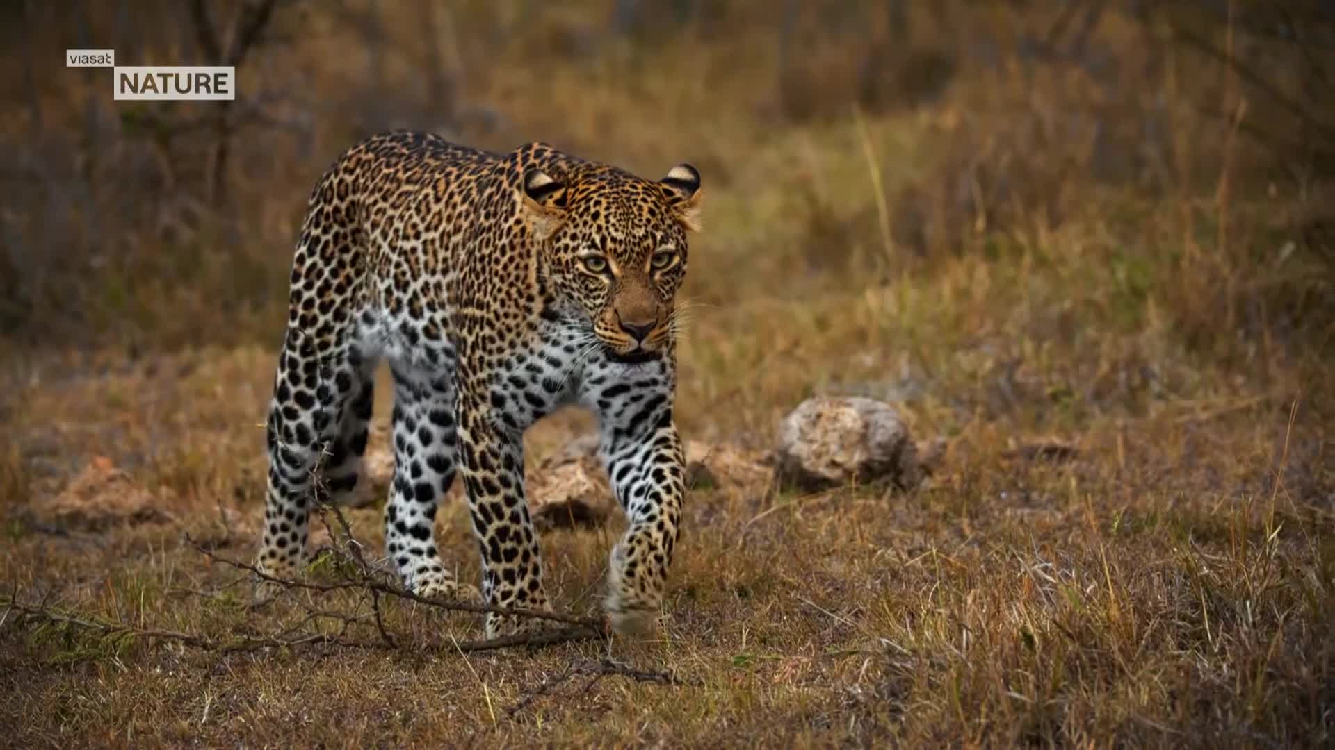 ViasatNature