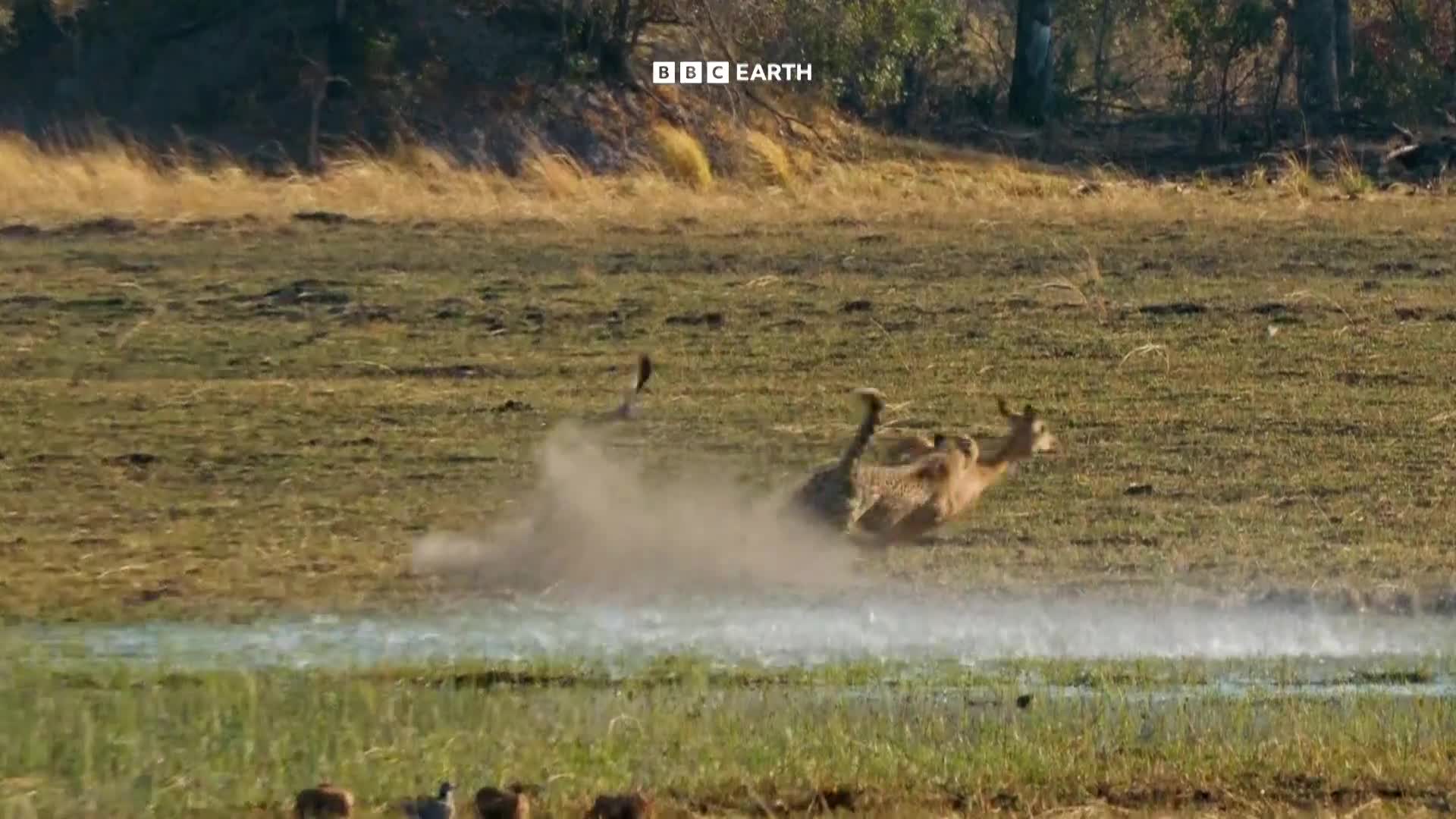 BBCEarth