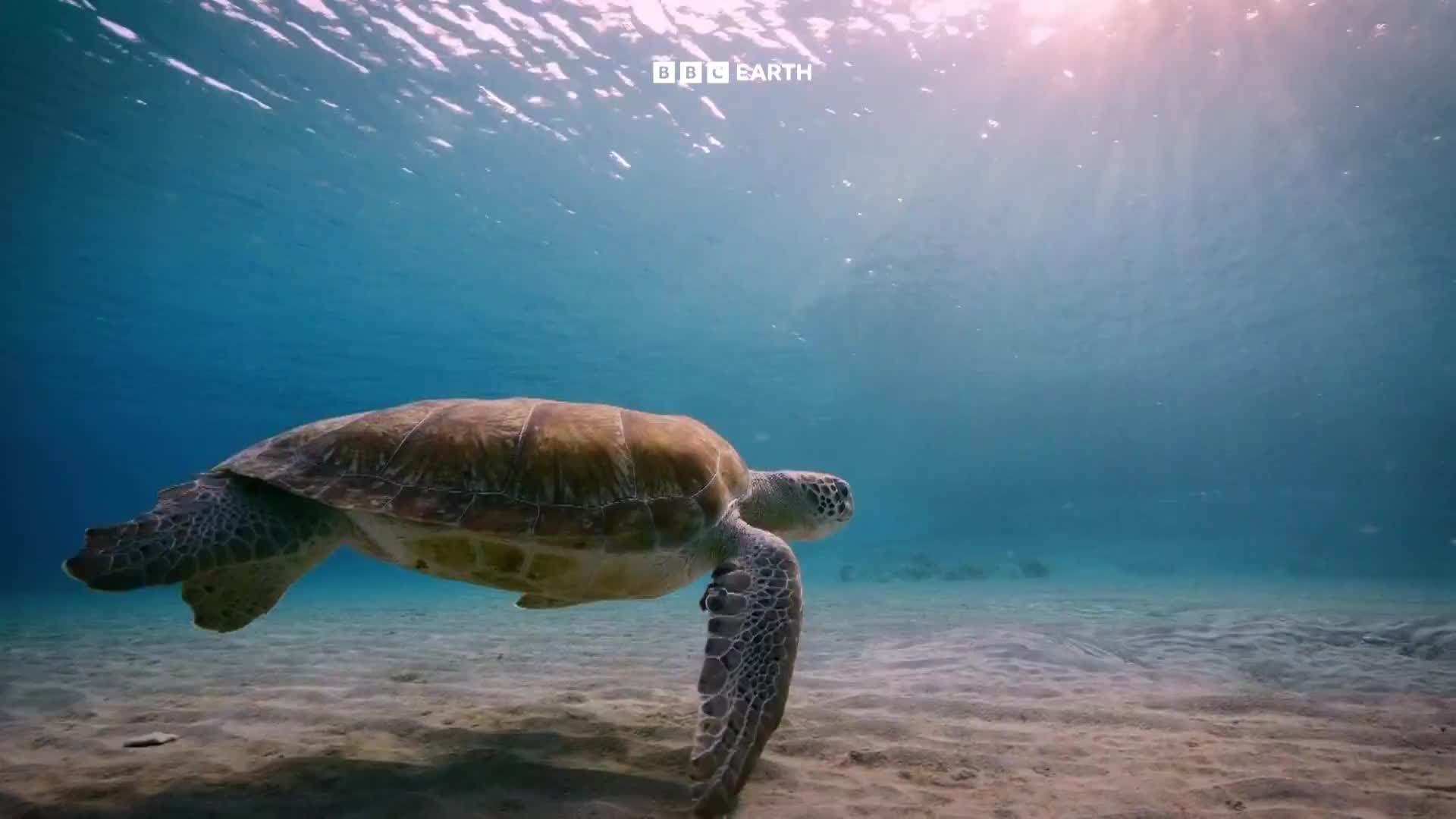 BBCEarth