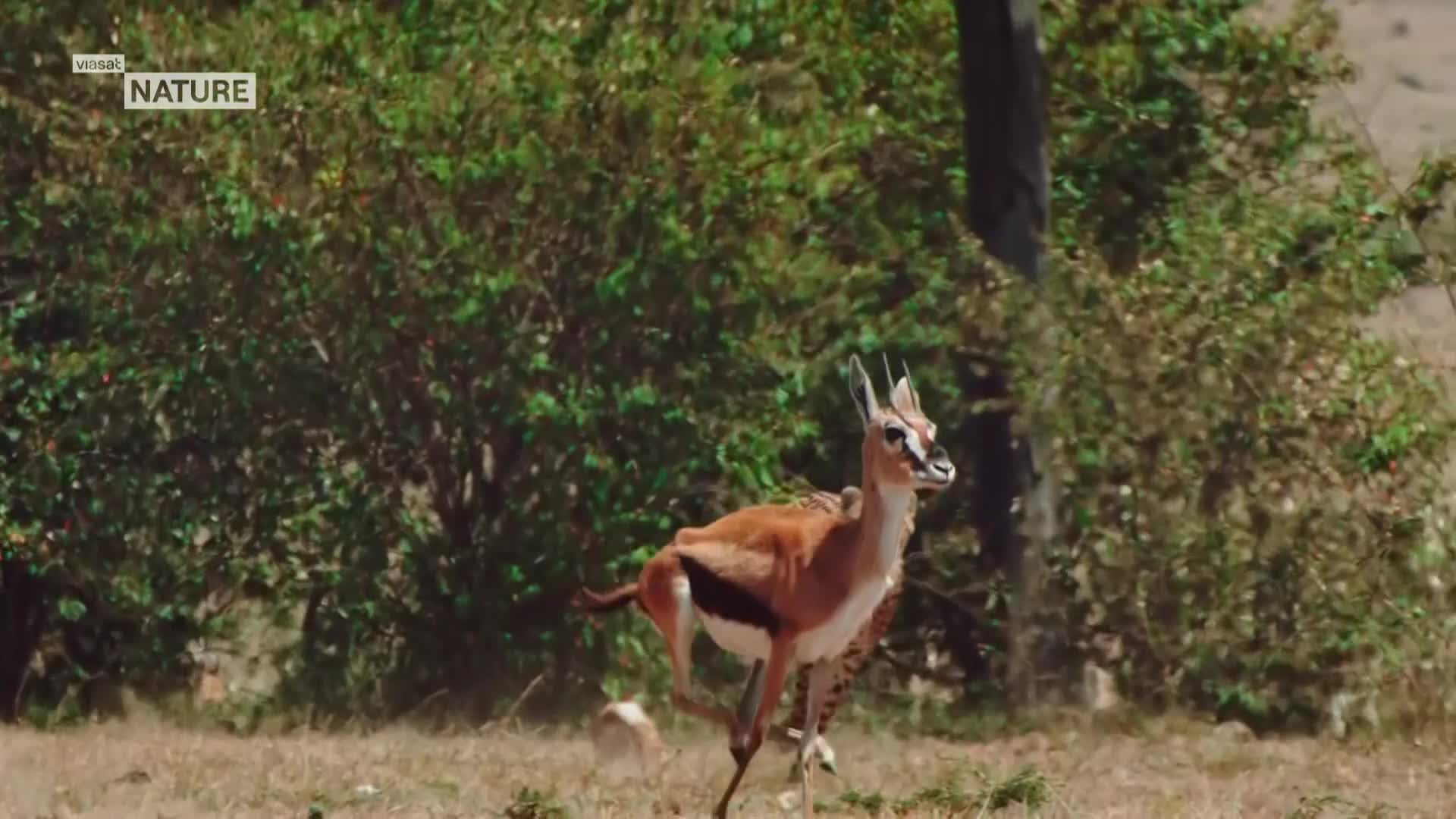 ViasatNature