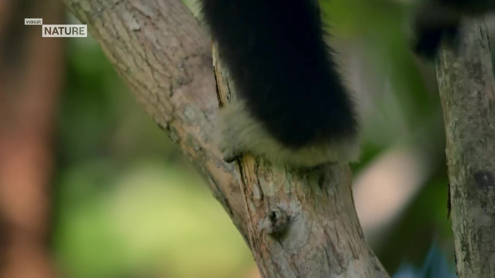 ViasatNature