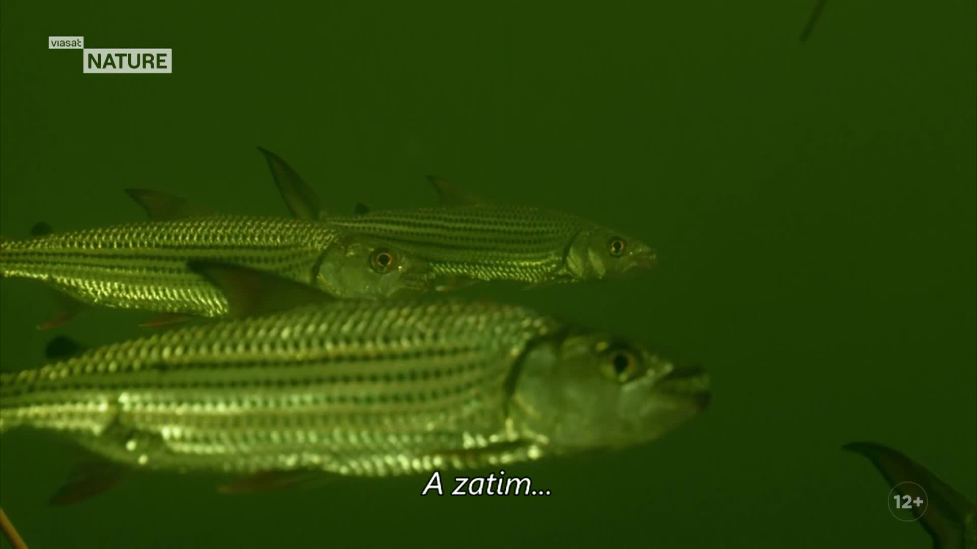 ViasatNature