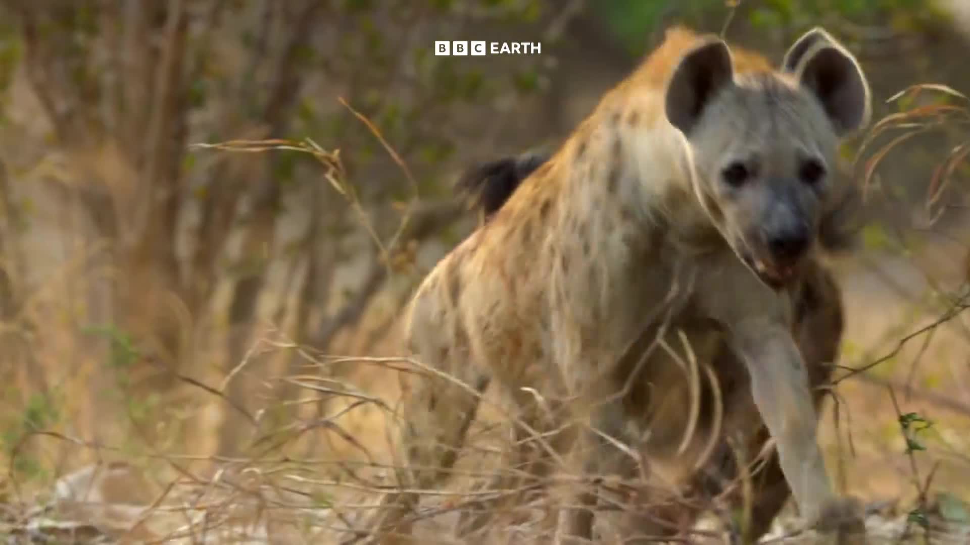 BBCEarth
