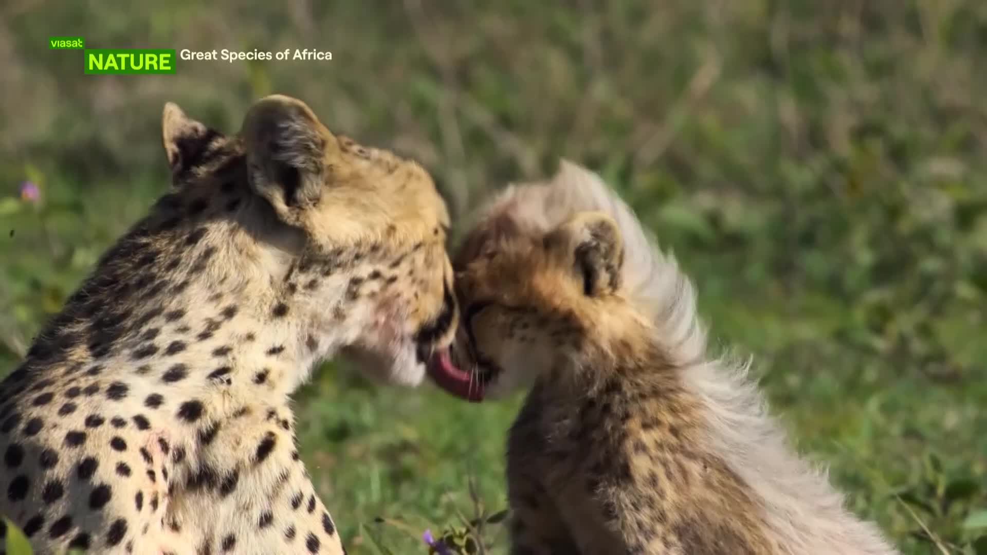 ViasatNature