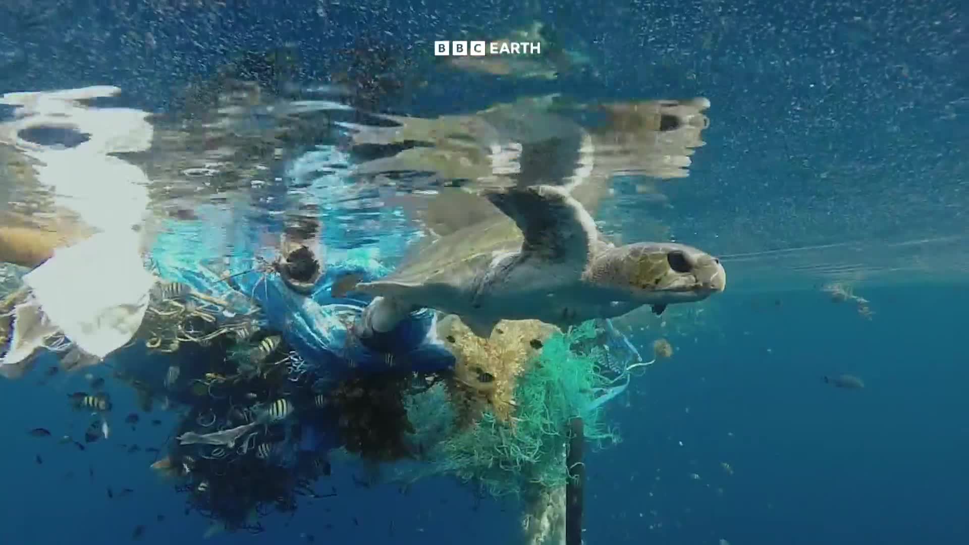 BBCEarth