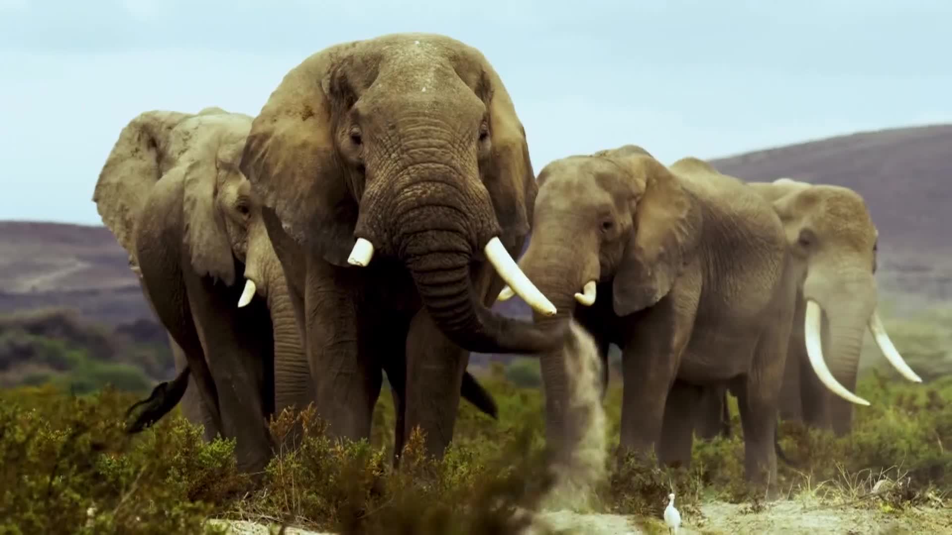 BBCEarth