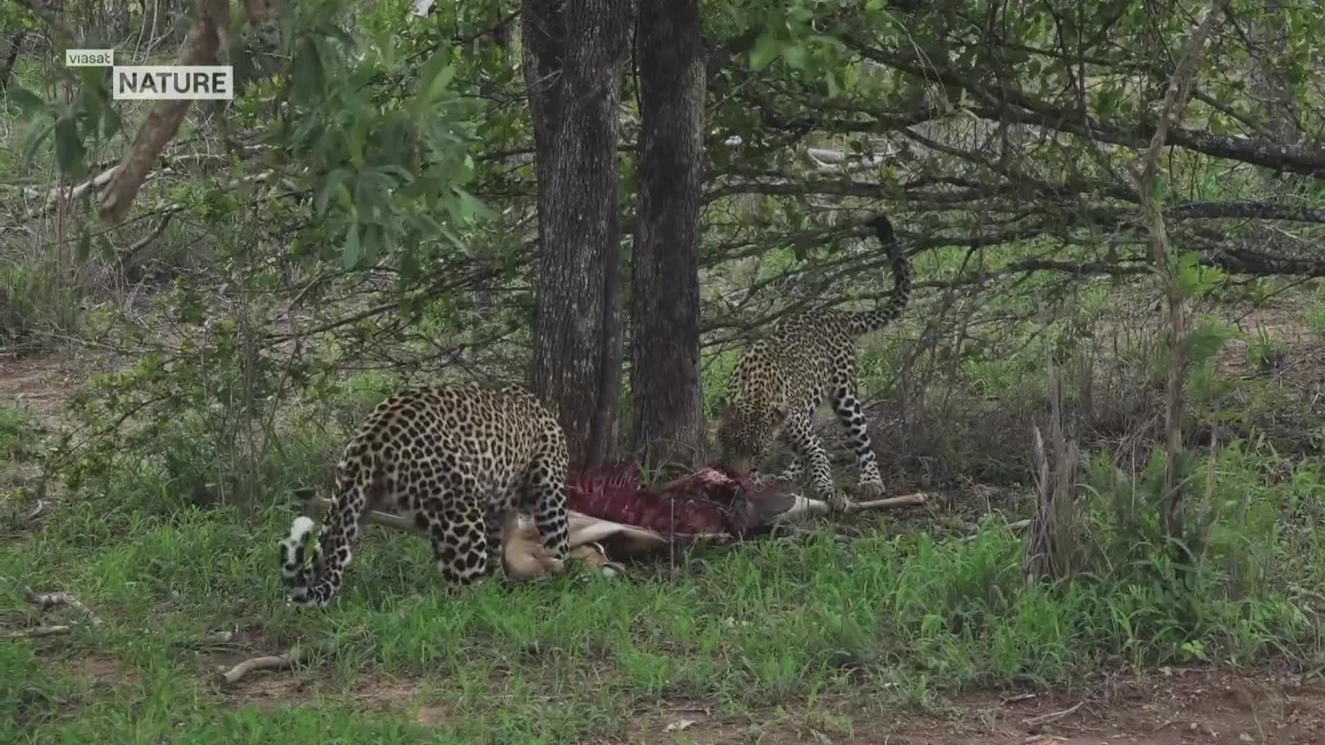 ViasatNature