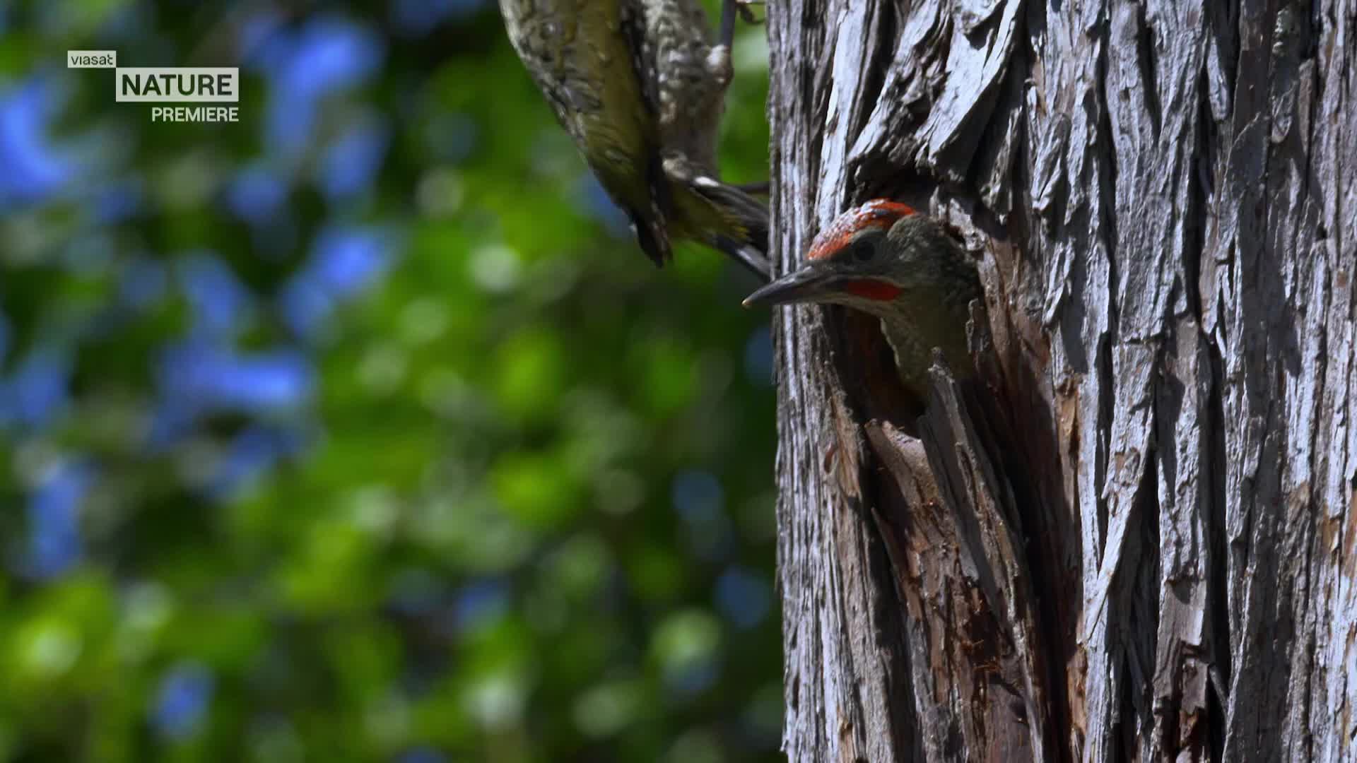 ViasatNature