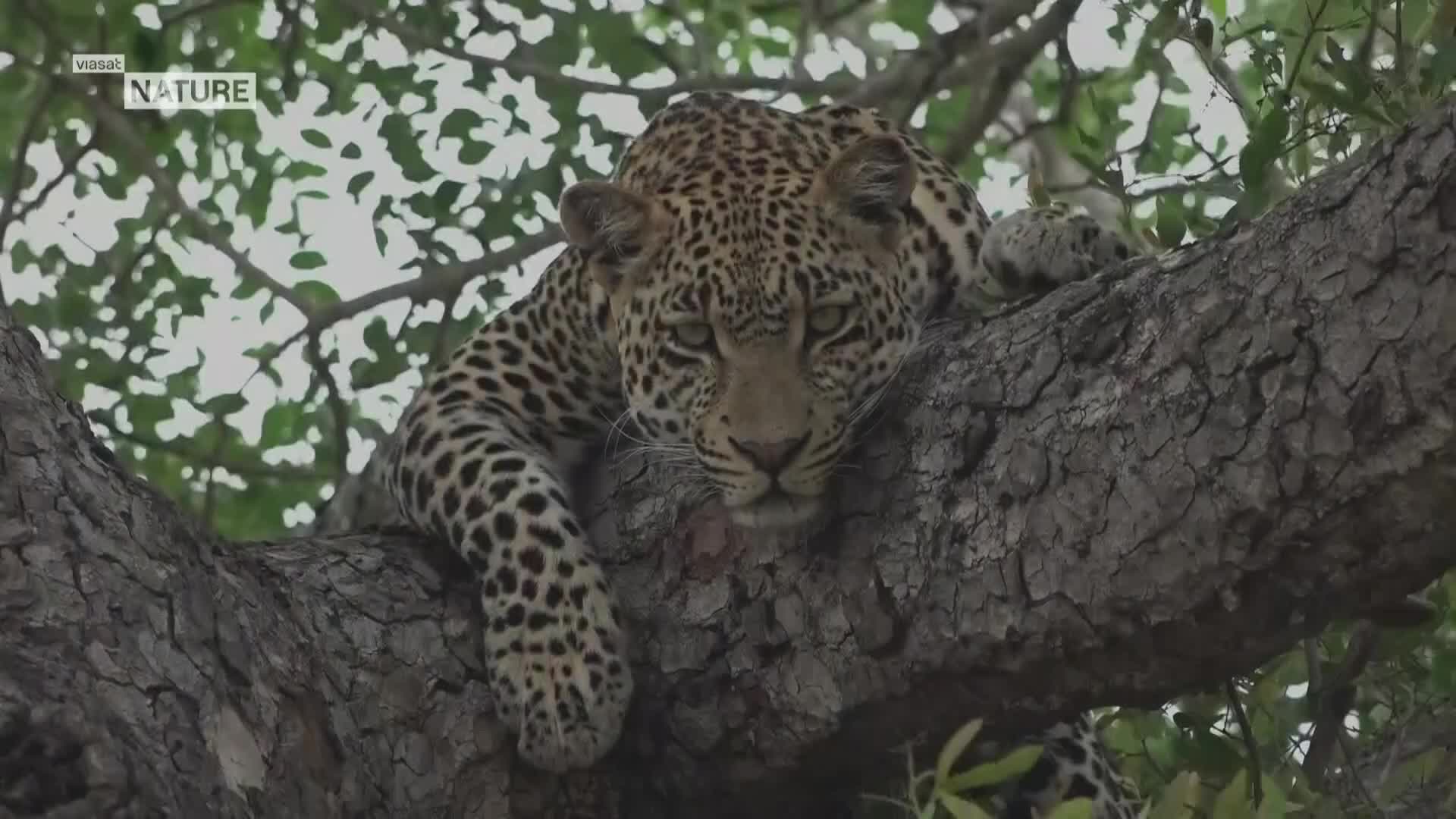 ViasatNature