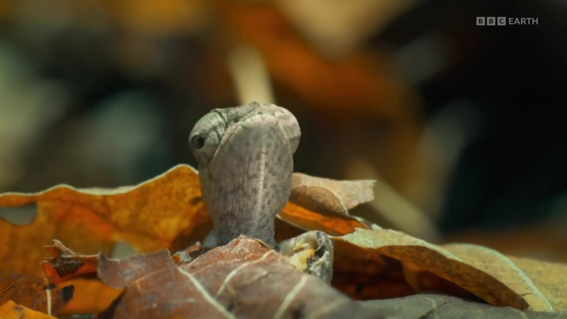 BBCEarth