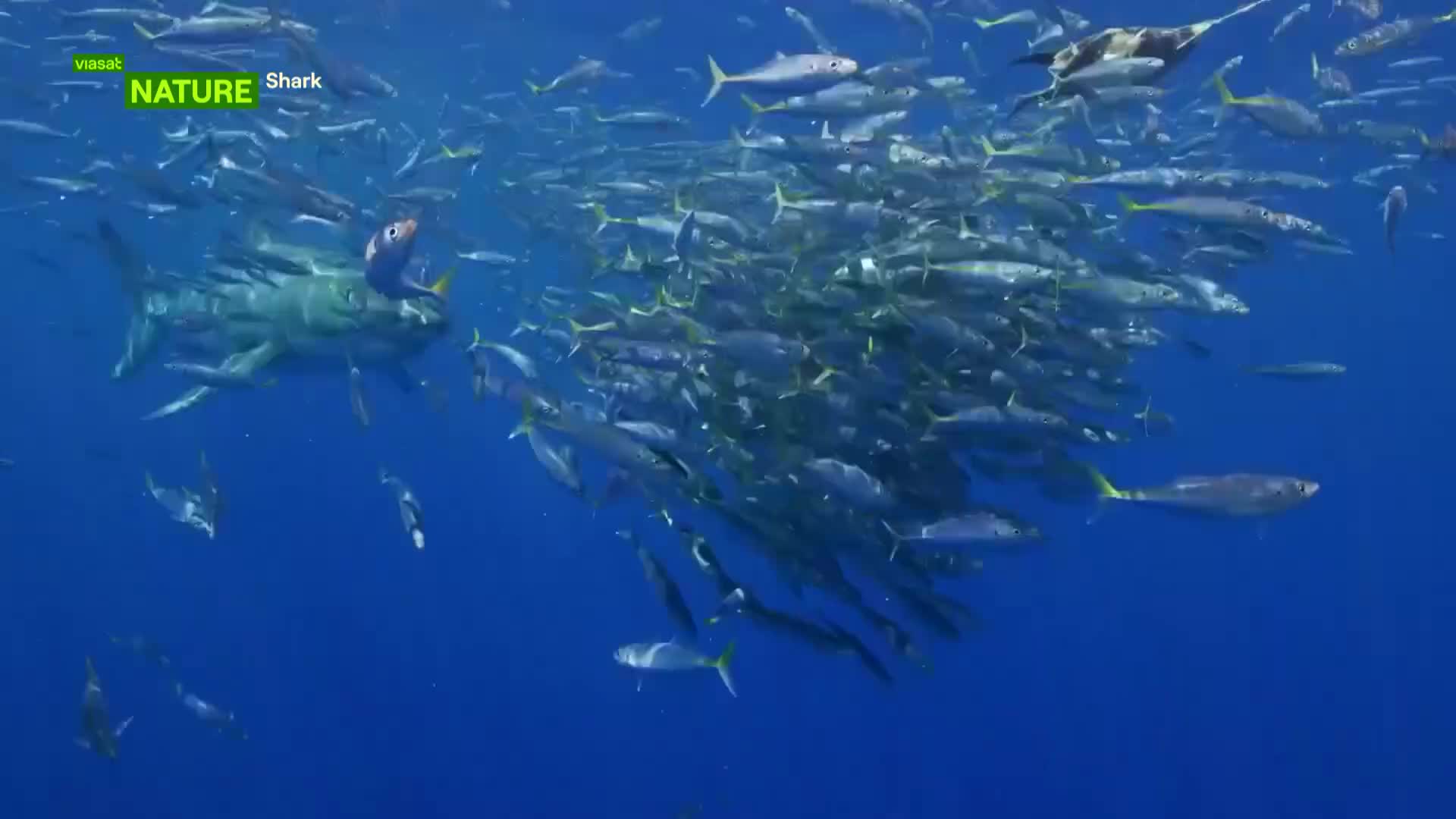 ViasatNature