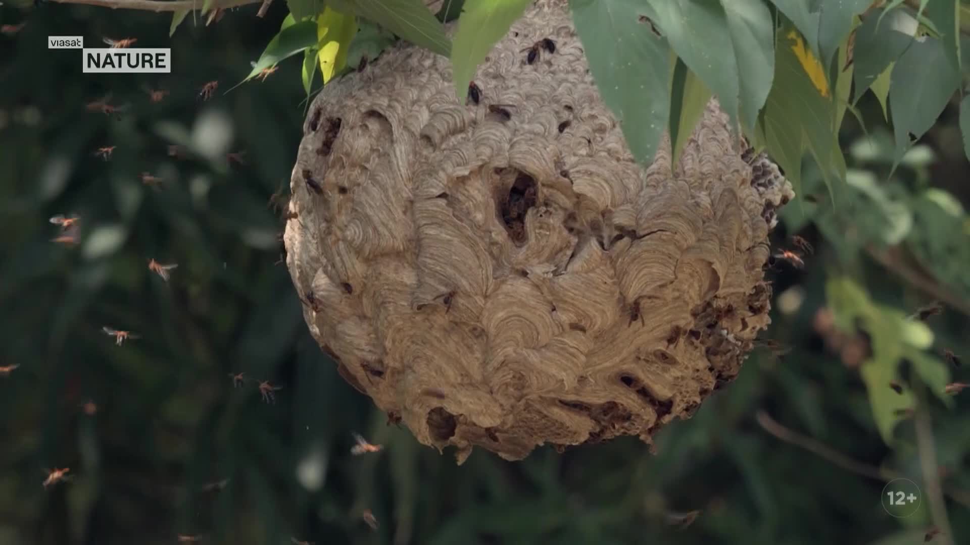 ViasatNature