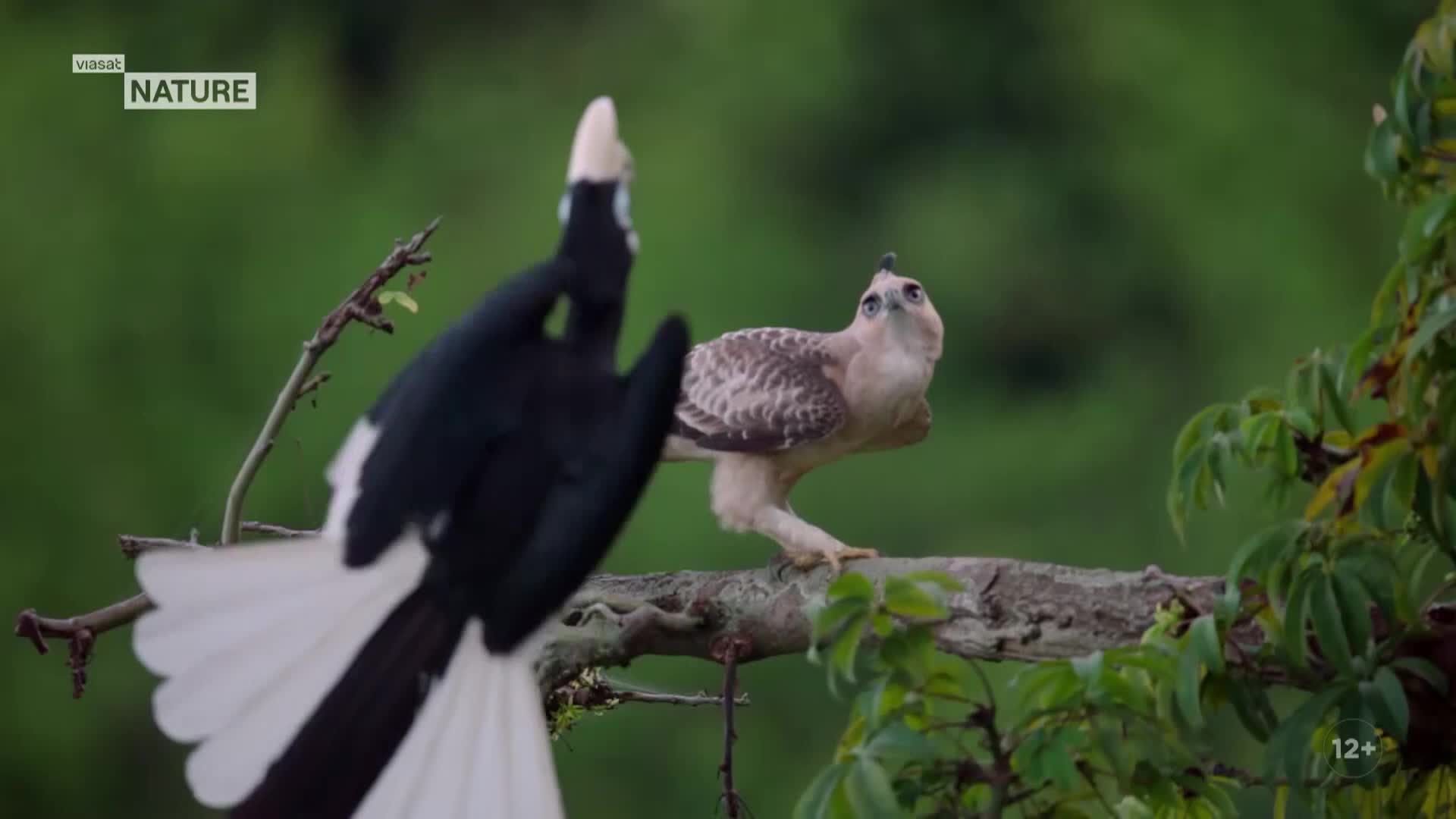 ViasatNature