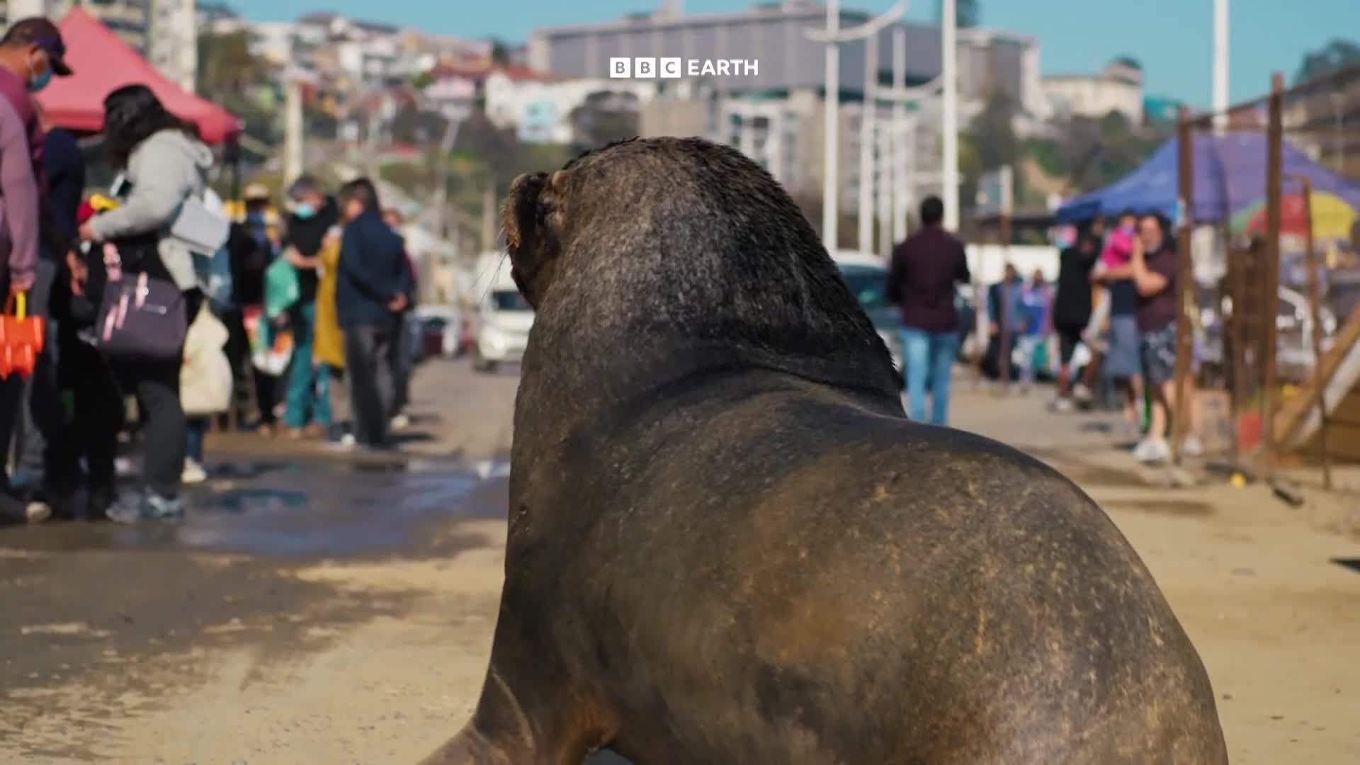 BBCEarth
