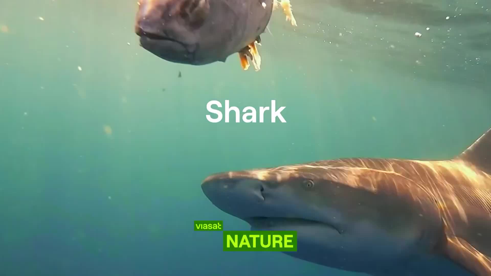 ViasatNature