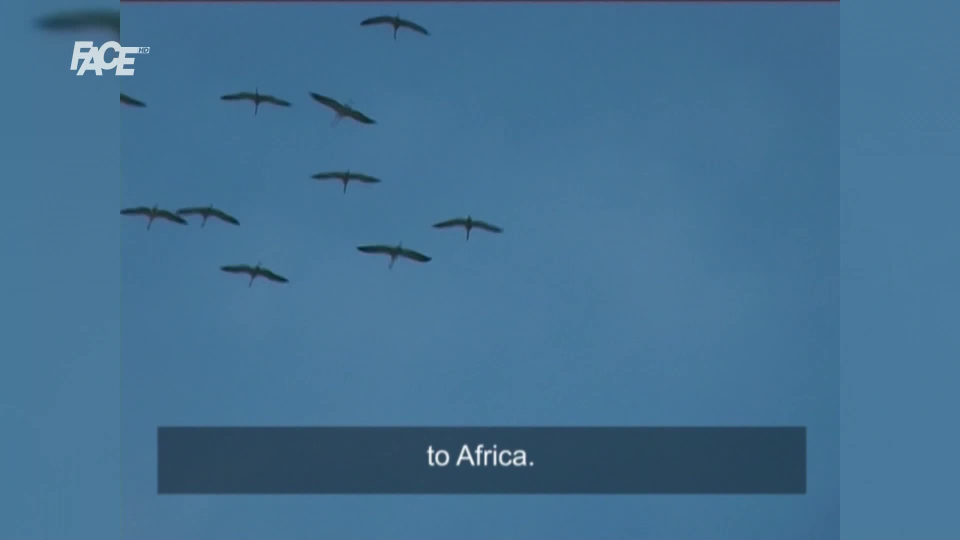 FaceTV