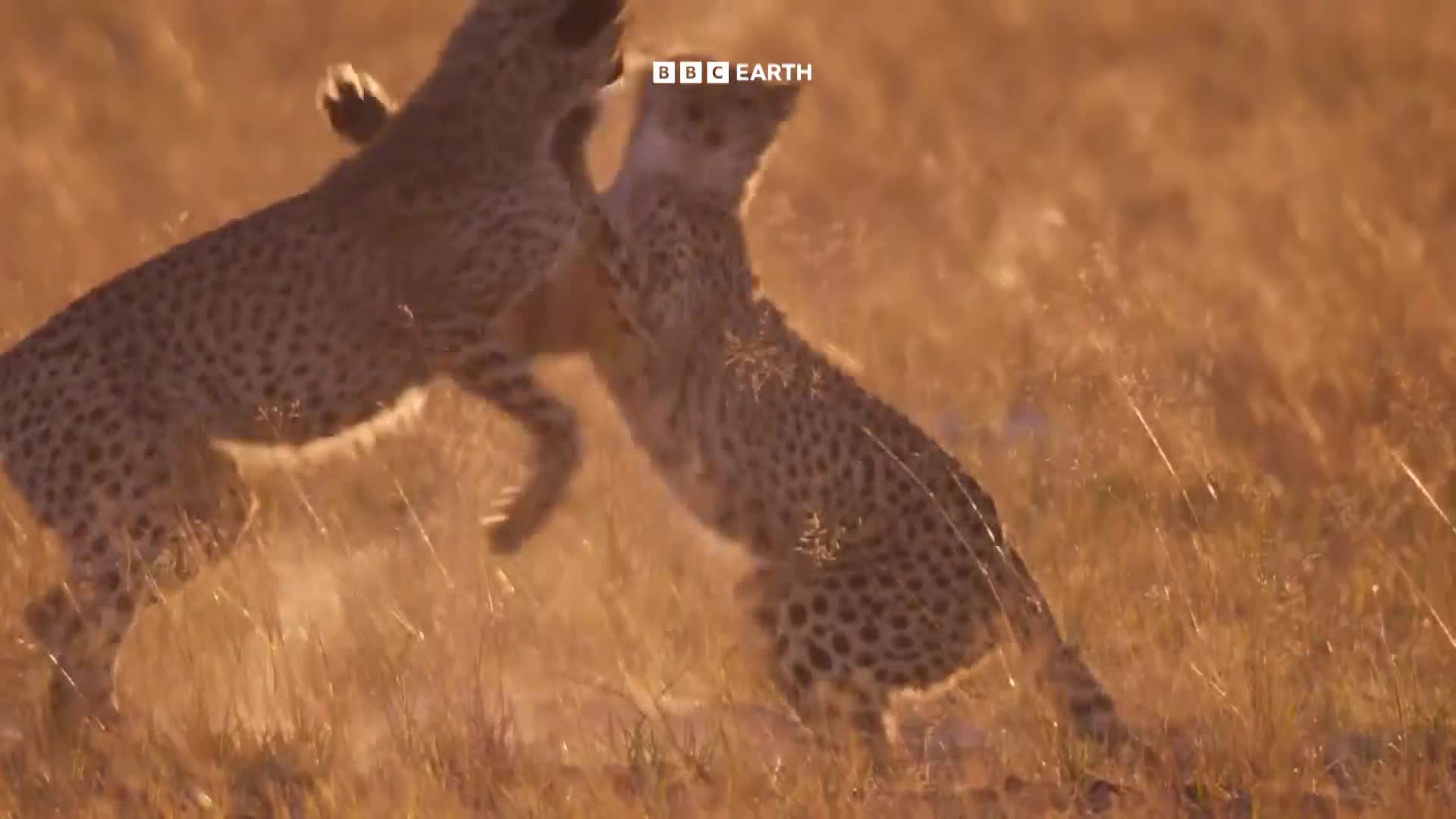 BBCEarth
